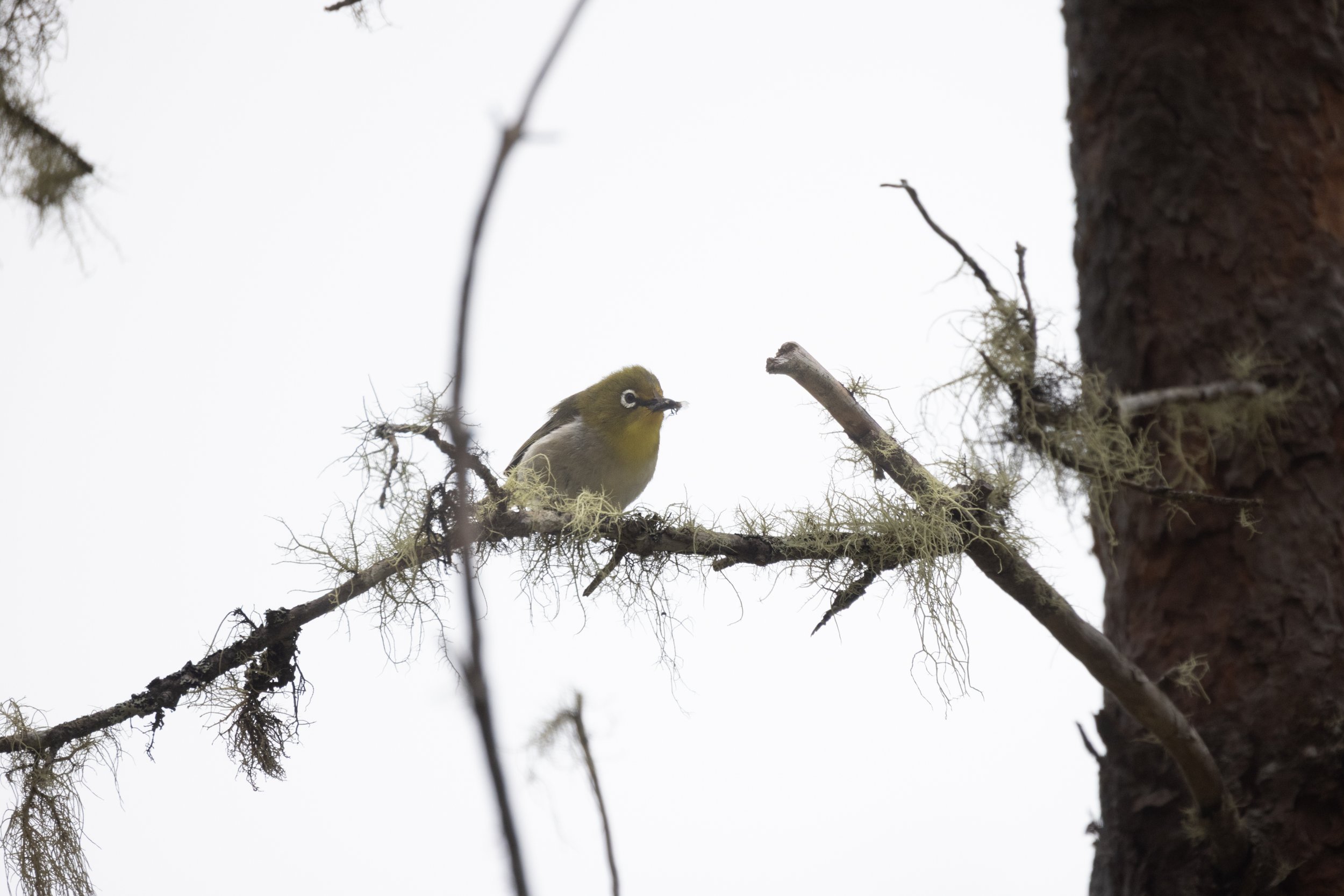 Invasive warbling white-eye