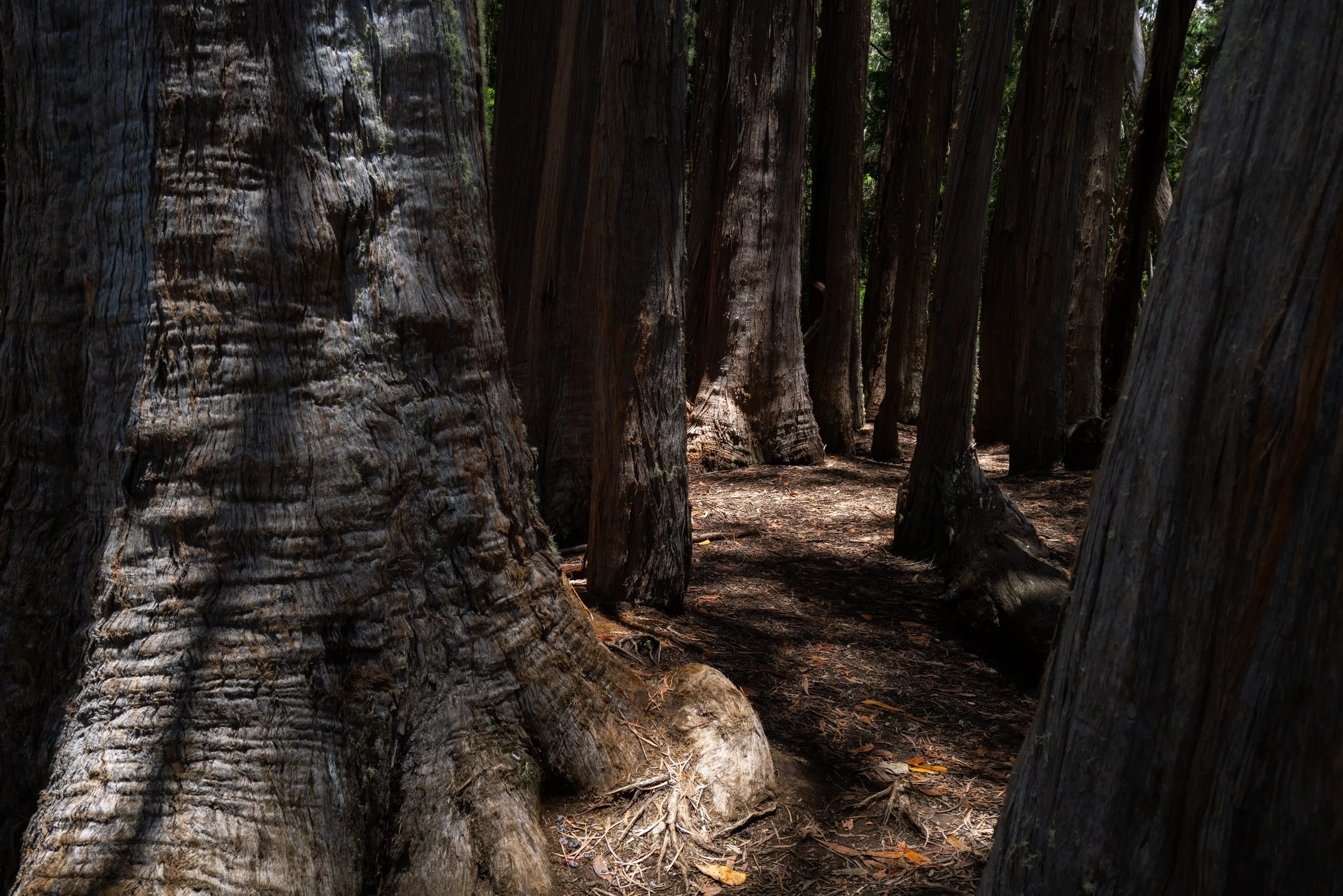 Eucalyptus trees, hosmer grove
