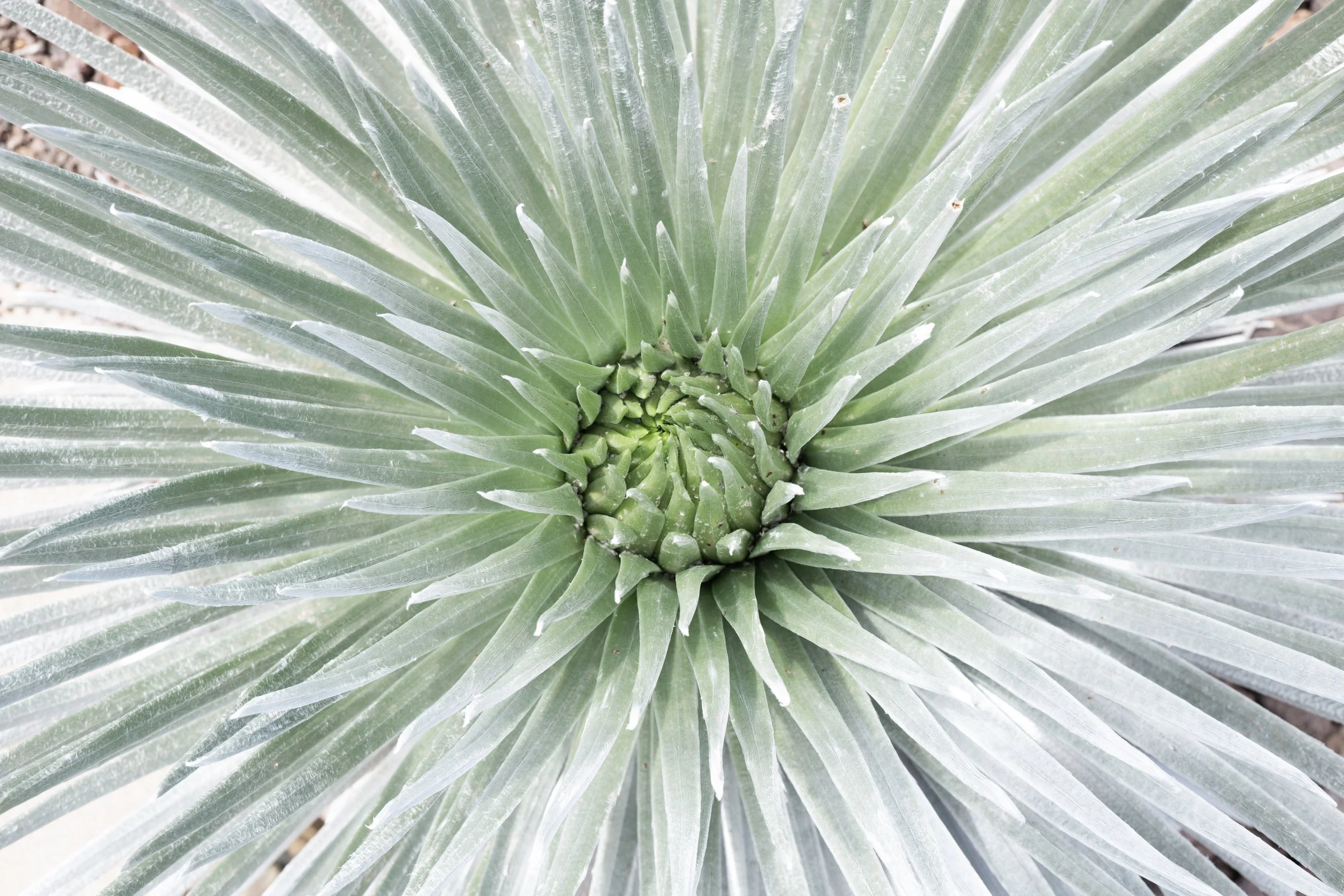 silversword (Argyroxiphium sandwicense)