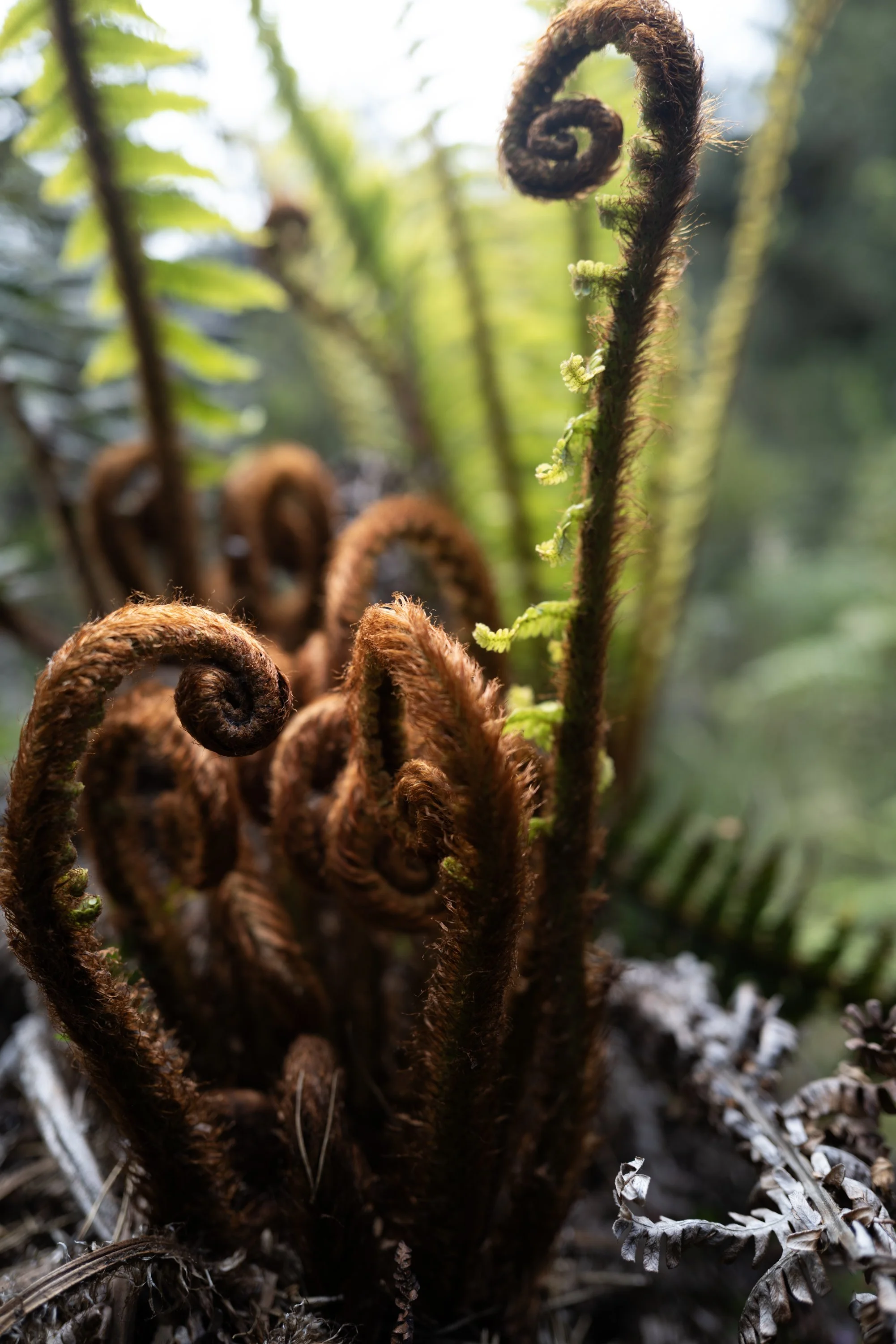 fern