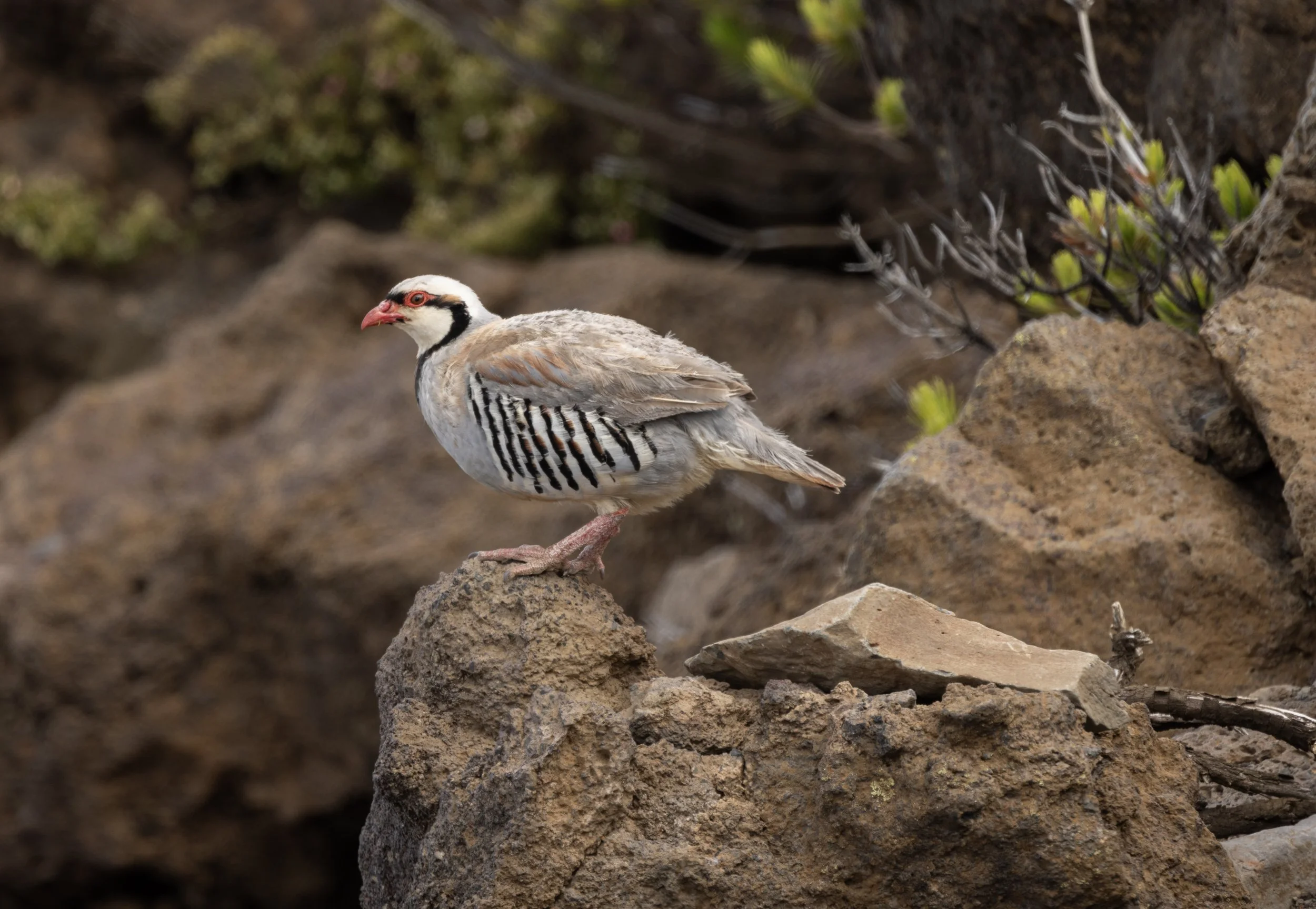 Chukar