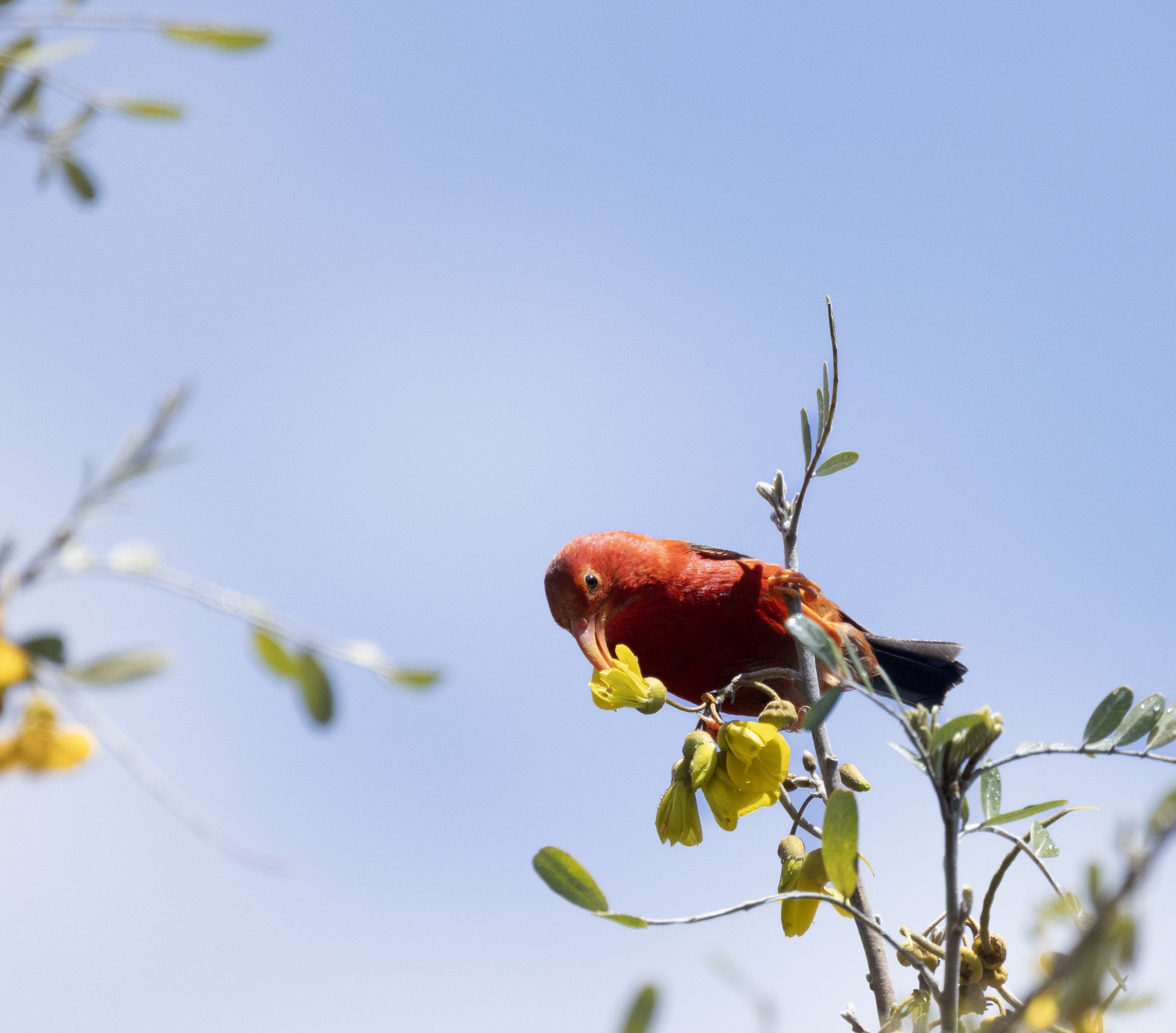 ʻIʻiwi
