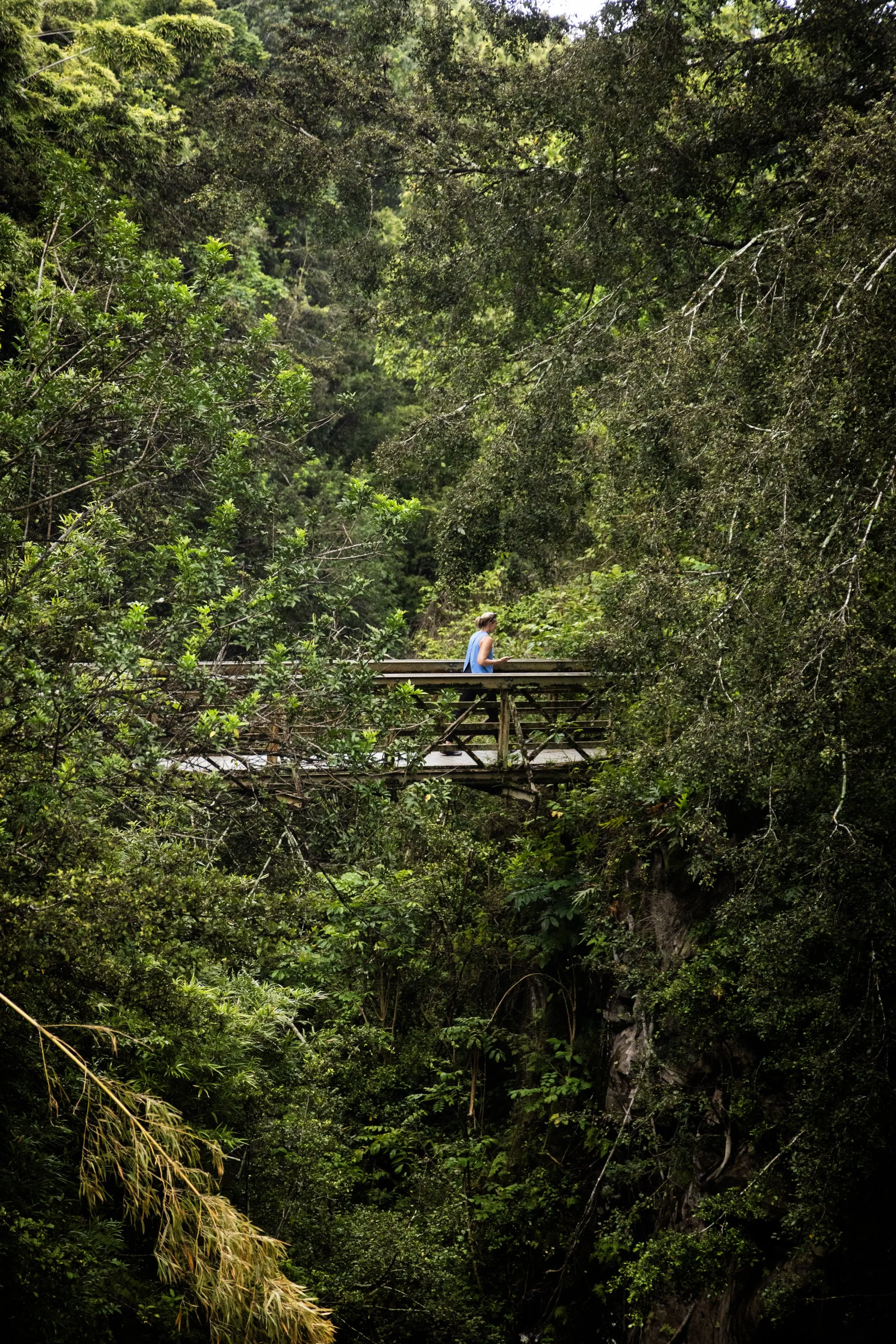 Bridge in bamboo forest