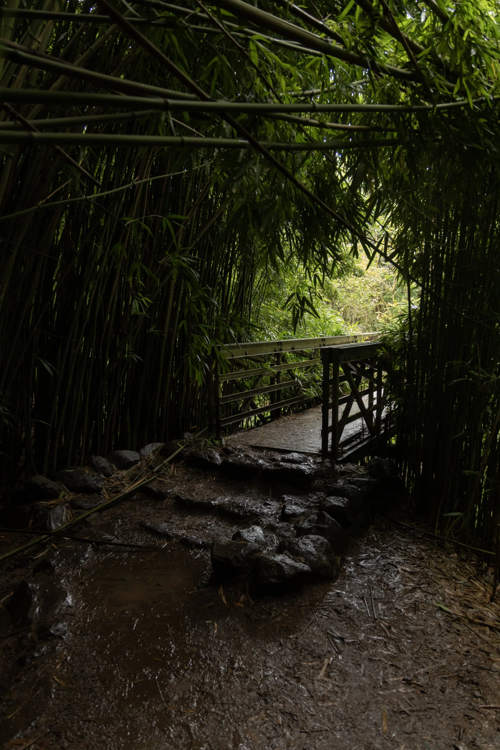 Bridge in bamboo forest