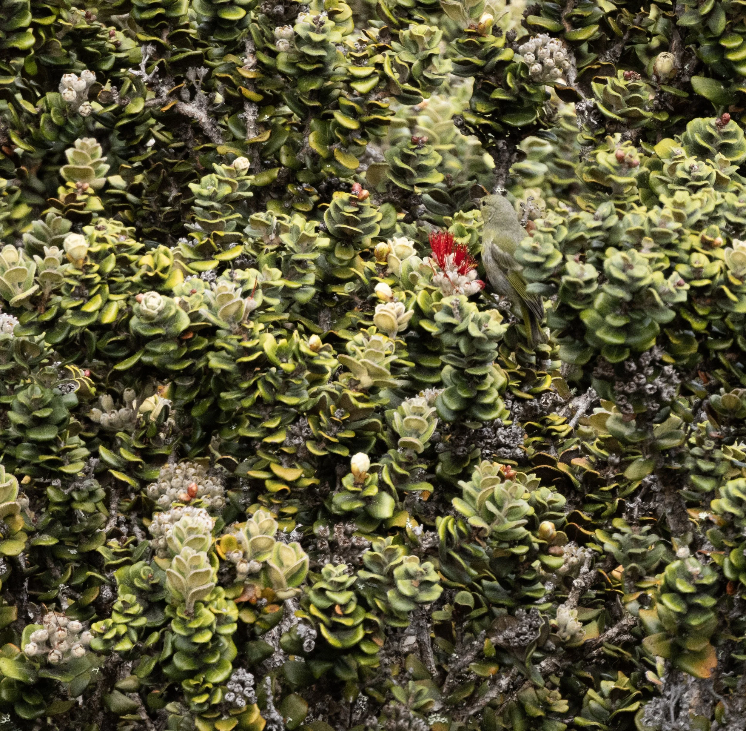 Hawai‘i ‘Amakihi