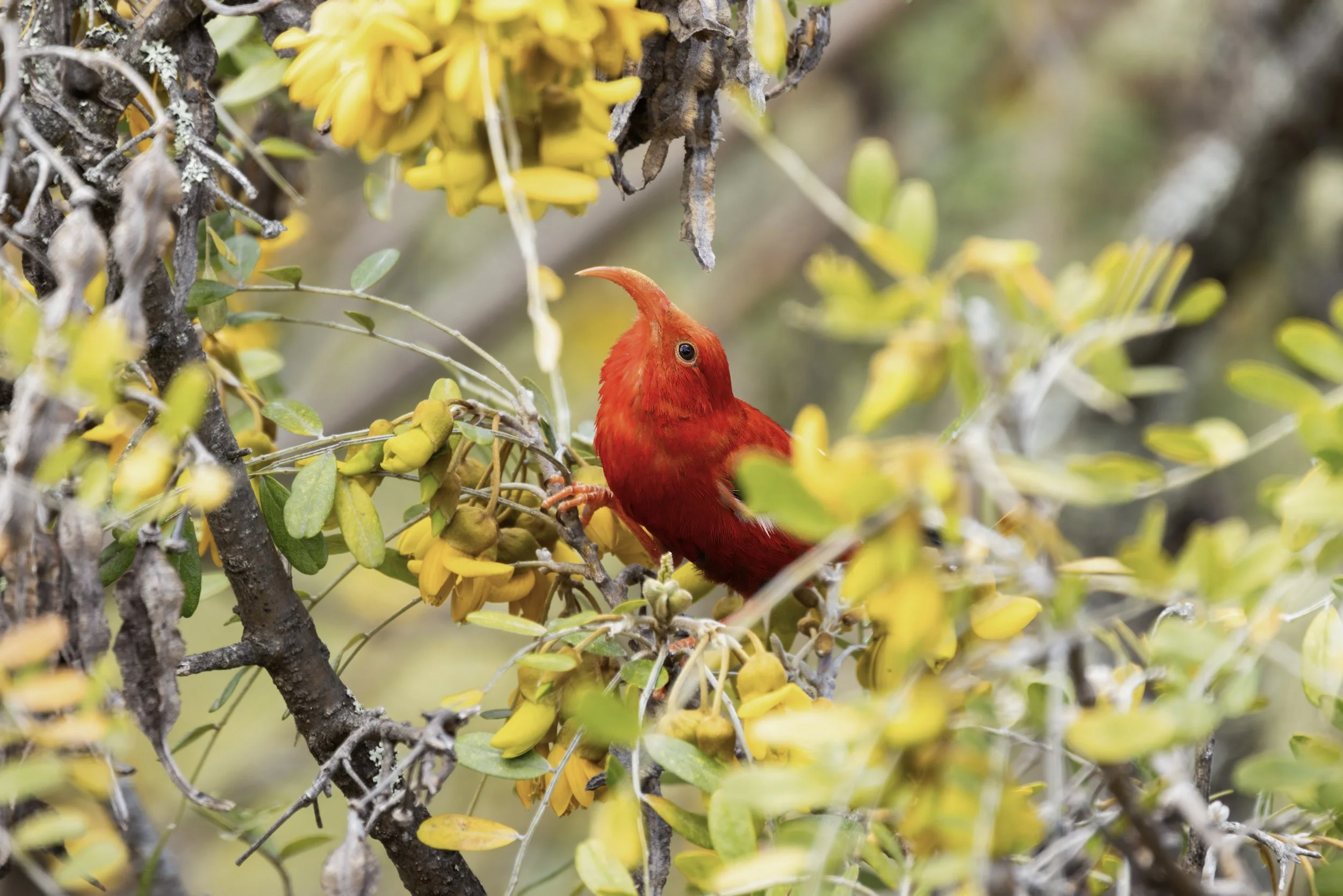 ʻIʻiwi