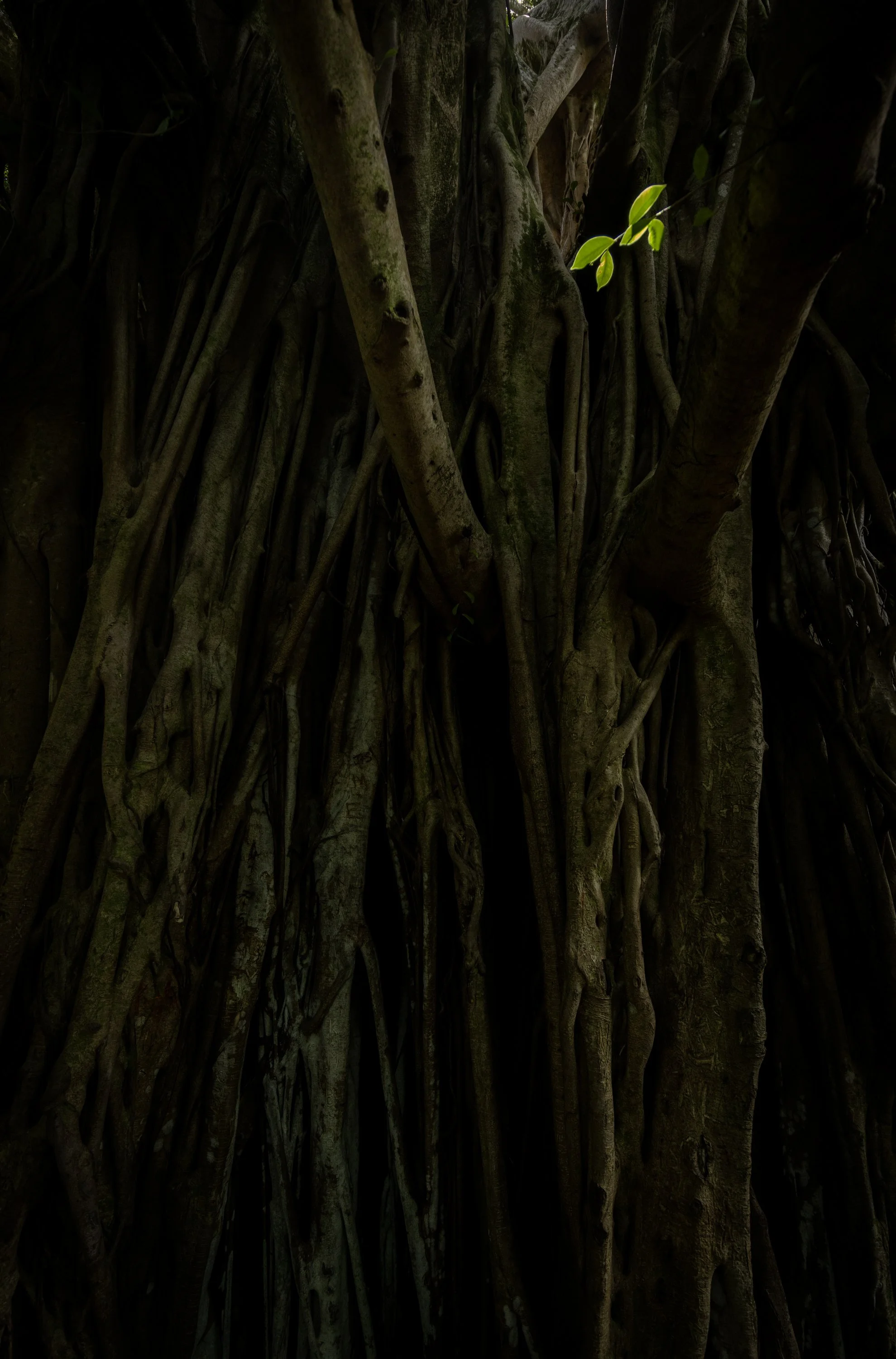Banyon tree