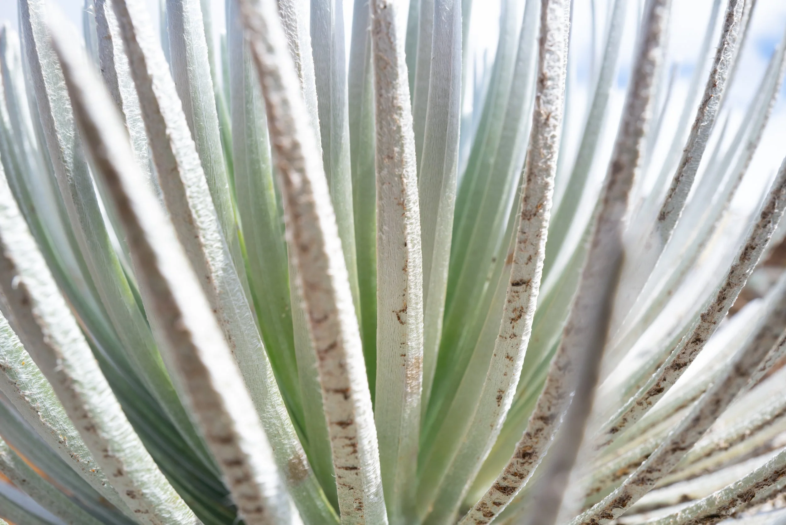silversword (Argyroxiphium sandwicense)