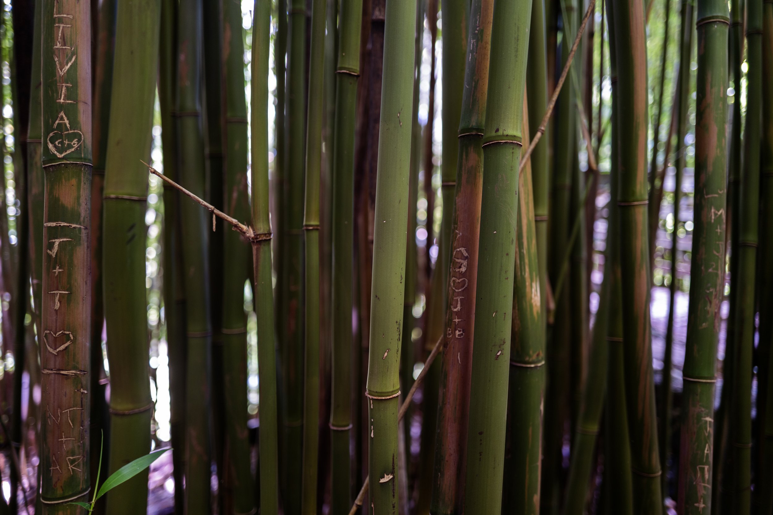 Bamboo