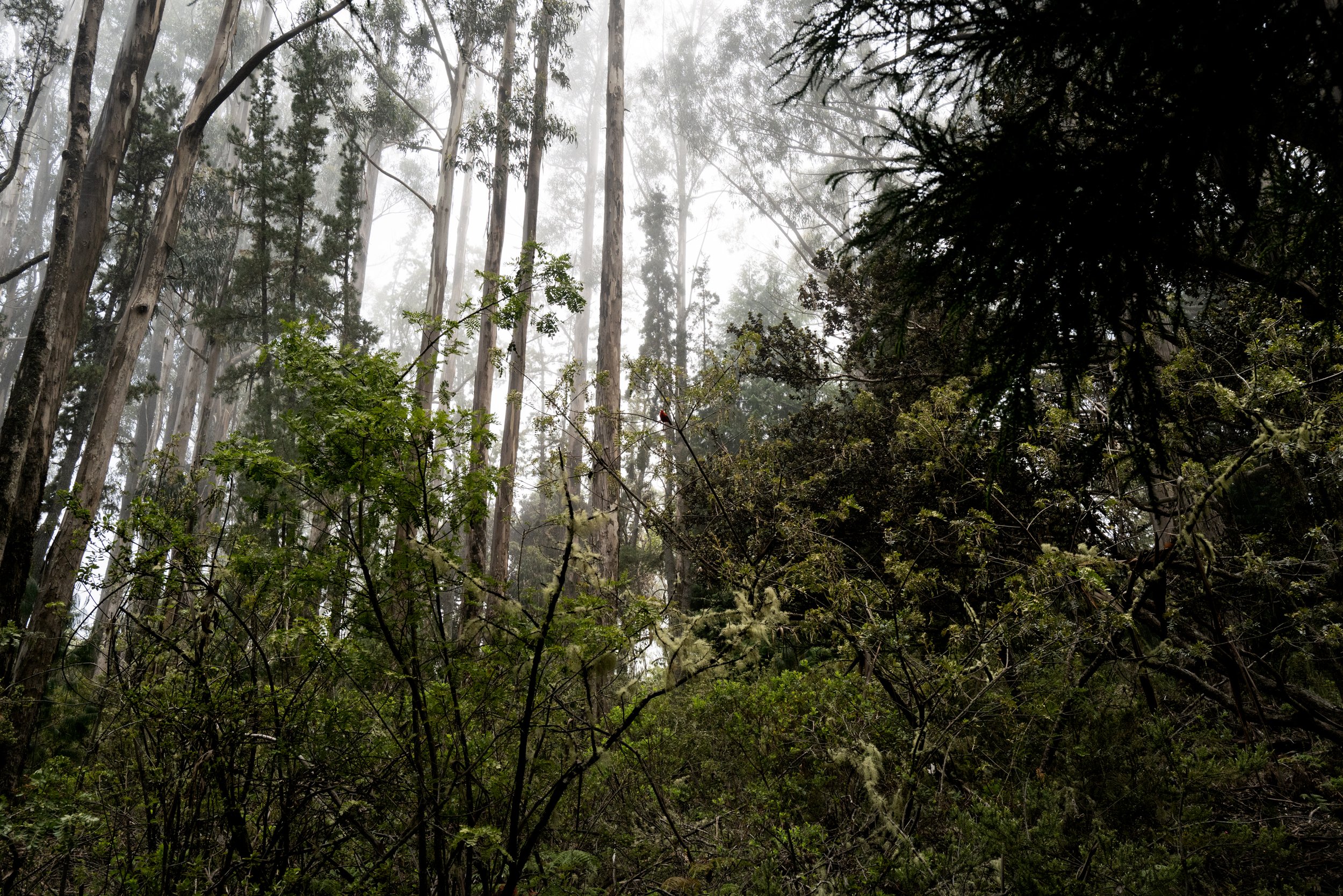 Hosmer grove
