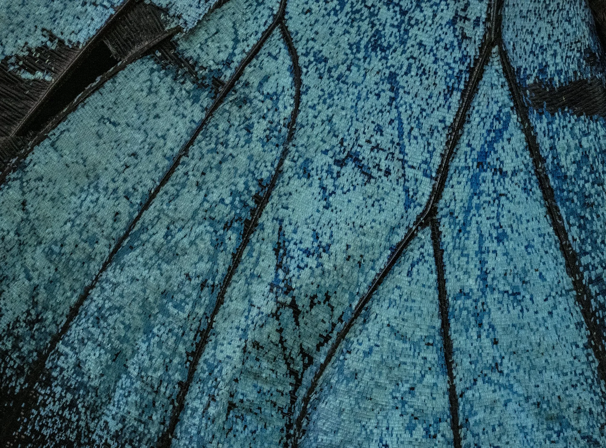 Blue Butterfly,Josh Kates.jpg