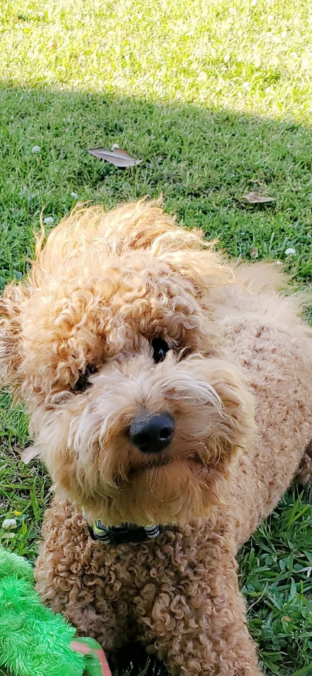 Close-up of a tan, curly-haired puppy outdoors on grass, looking at the camera with a black nose and dark eyes