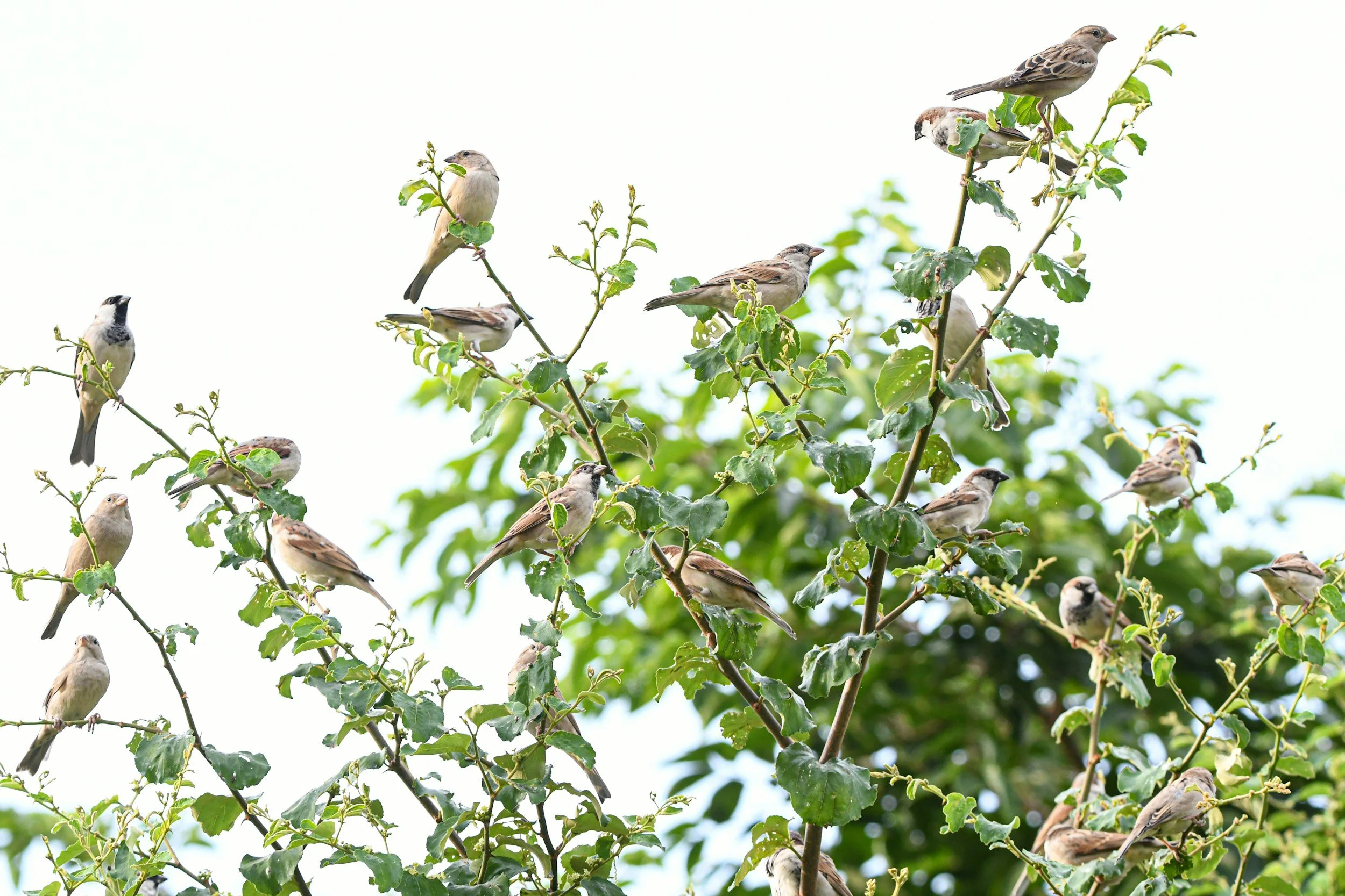 Multiple small birds perched on the thin branches and leaves of a tree, with some greenery in the background and a light sky canopy. Corporate Welness
