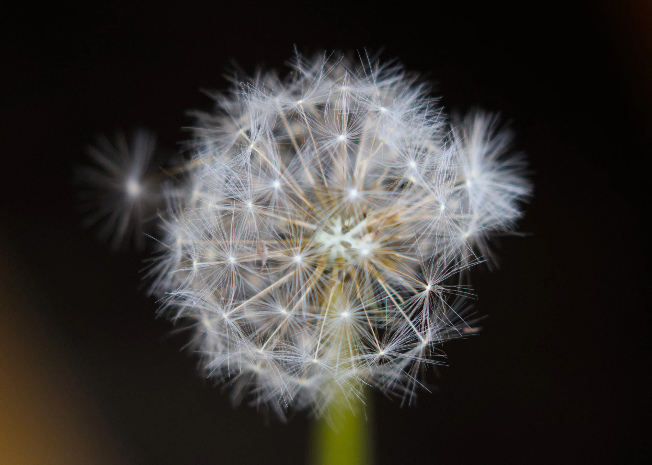 Close-up of a dandelion seed head against a dark background.