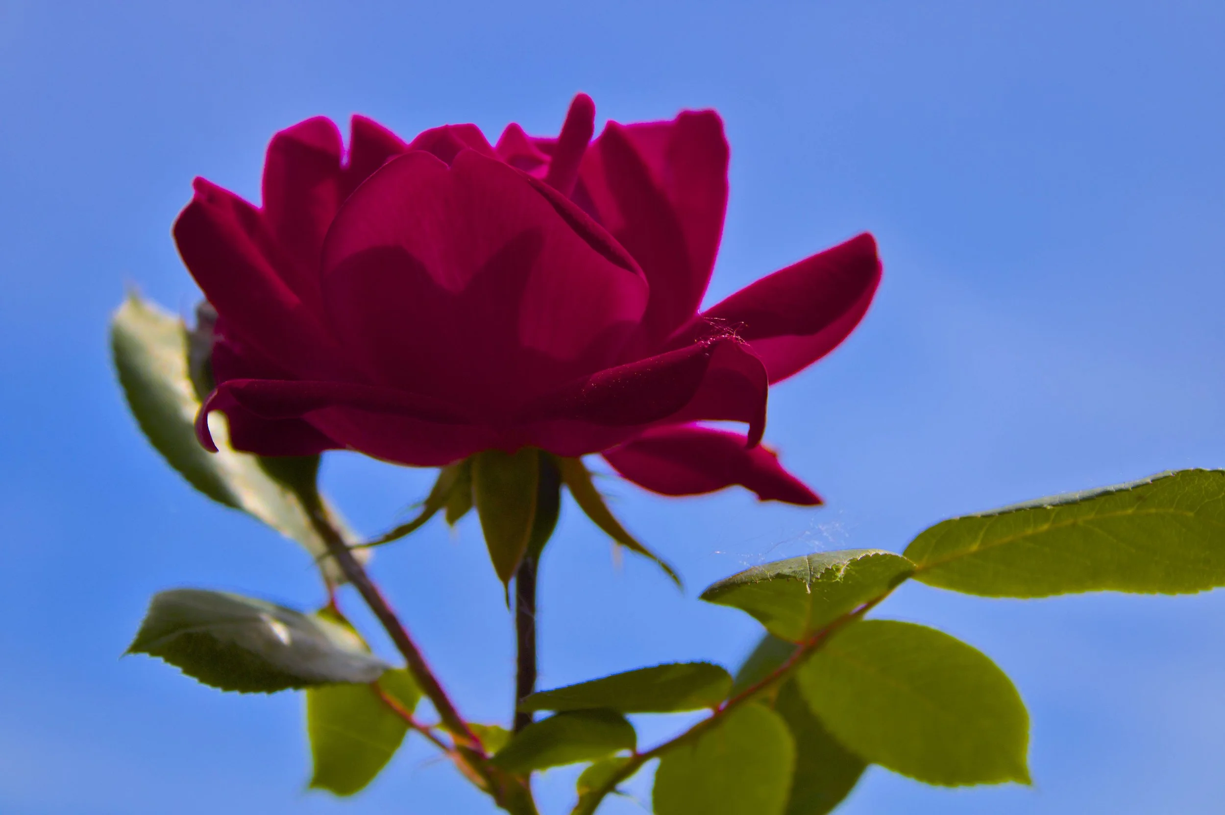 Close-up of a pink rose flower against a clear blue sky with green leaves surrounding it.
