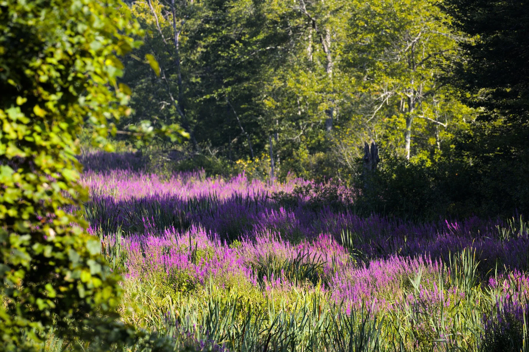 A lush woodland scene with purple wildflowers and green trees, sunlight filtering through.