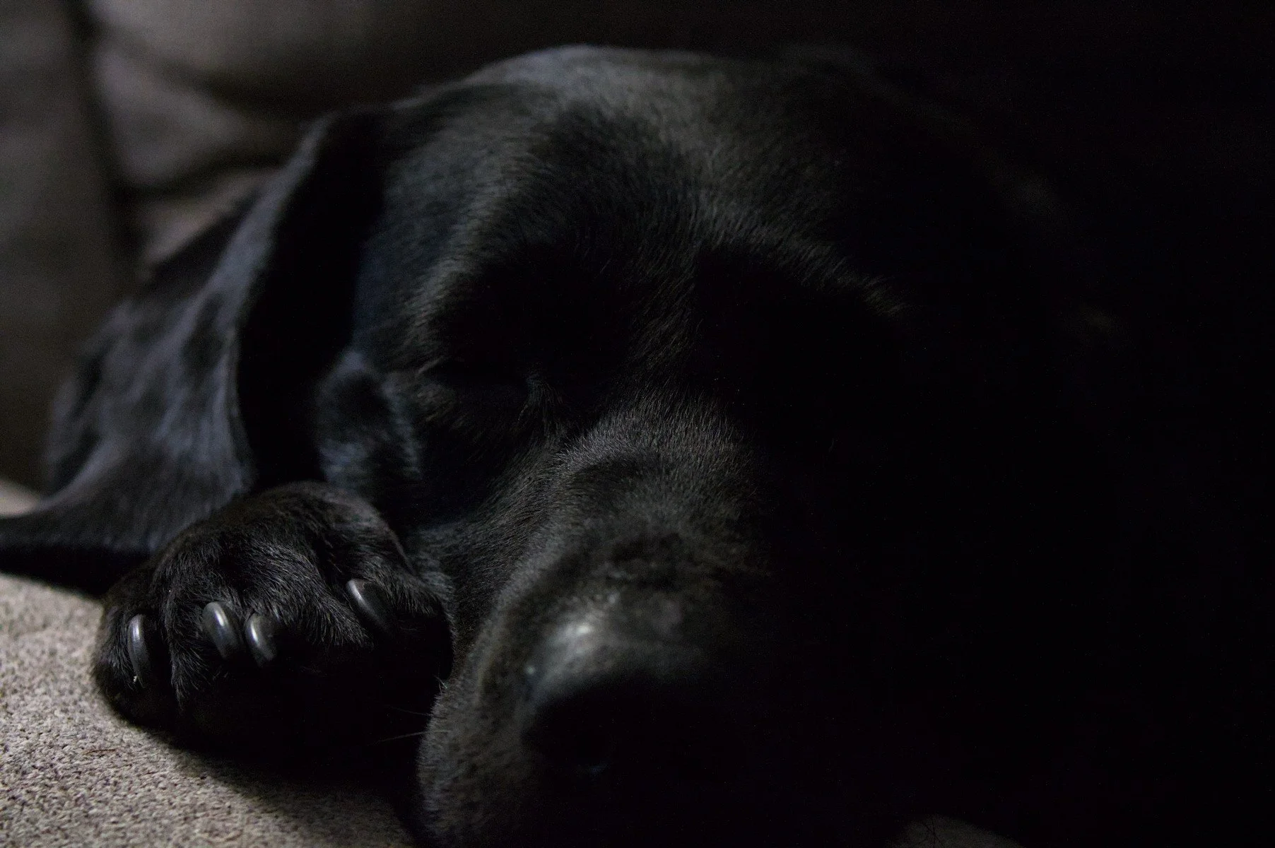 Close-up of a black dog sleeping on a beige surface, with focus on the dog's face and paw.