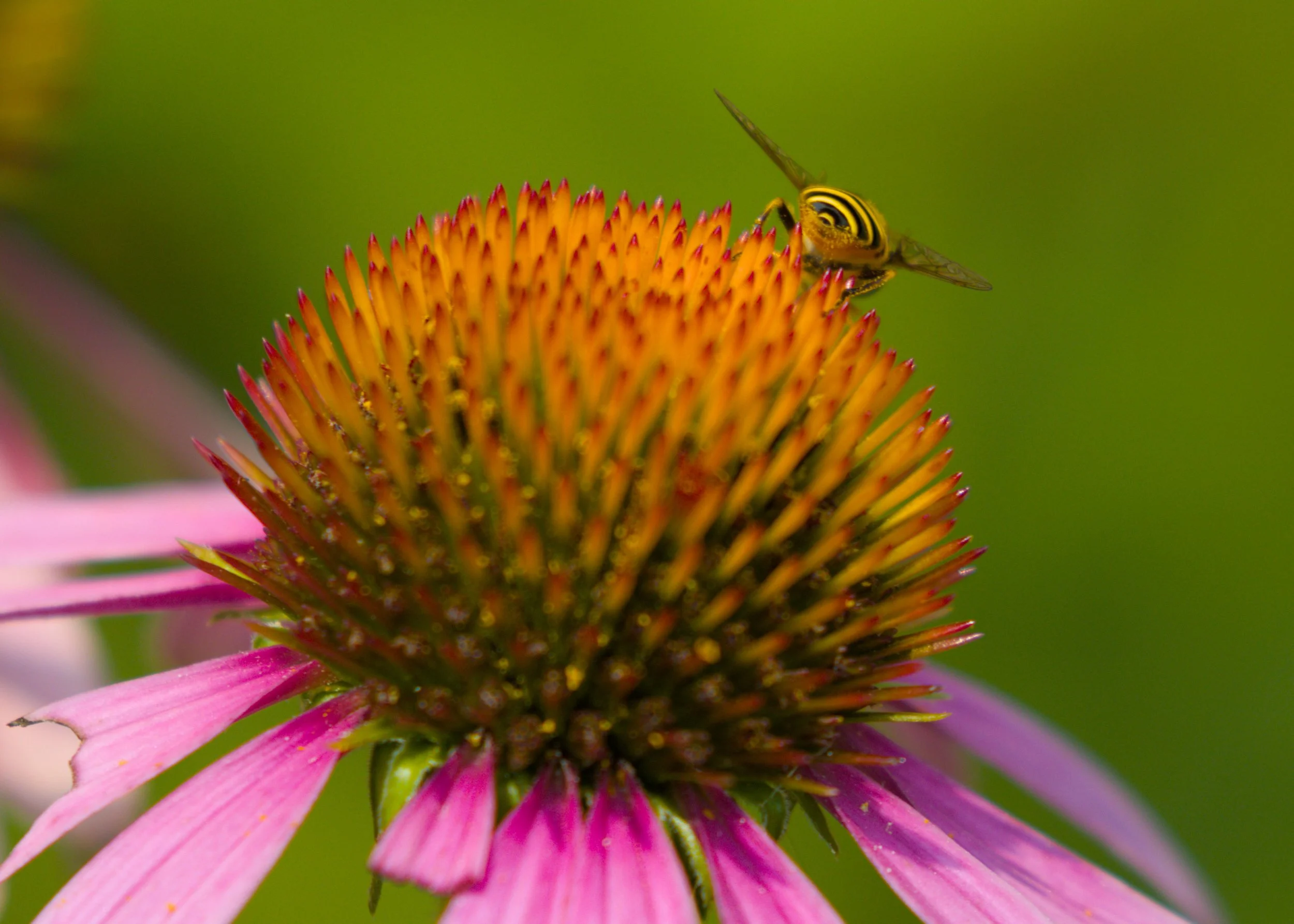 A bee with black and yellow stripes on its abdomen perched on the orange center of a pink coneflower