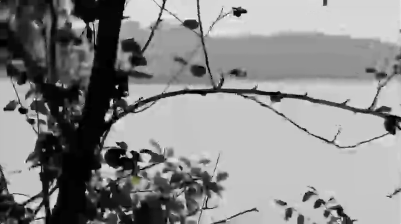 Archiving the Internet