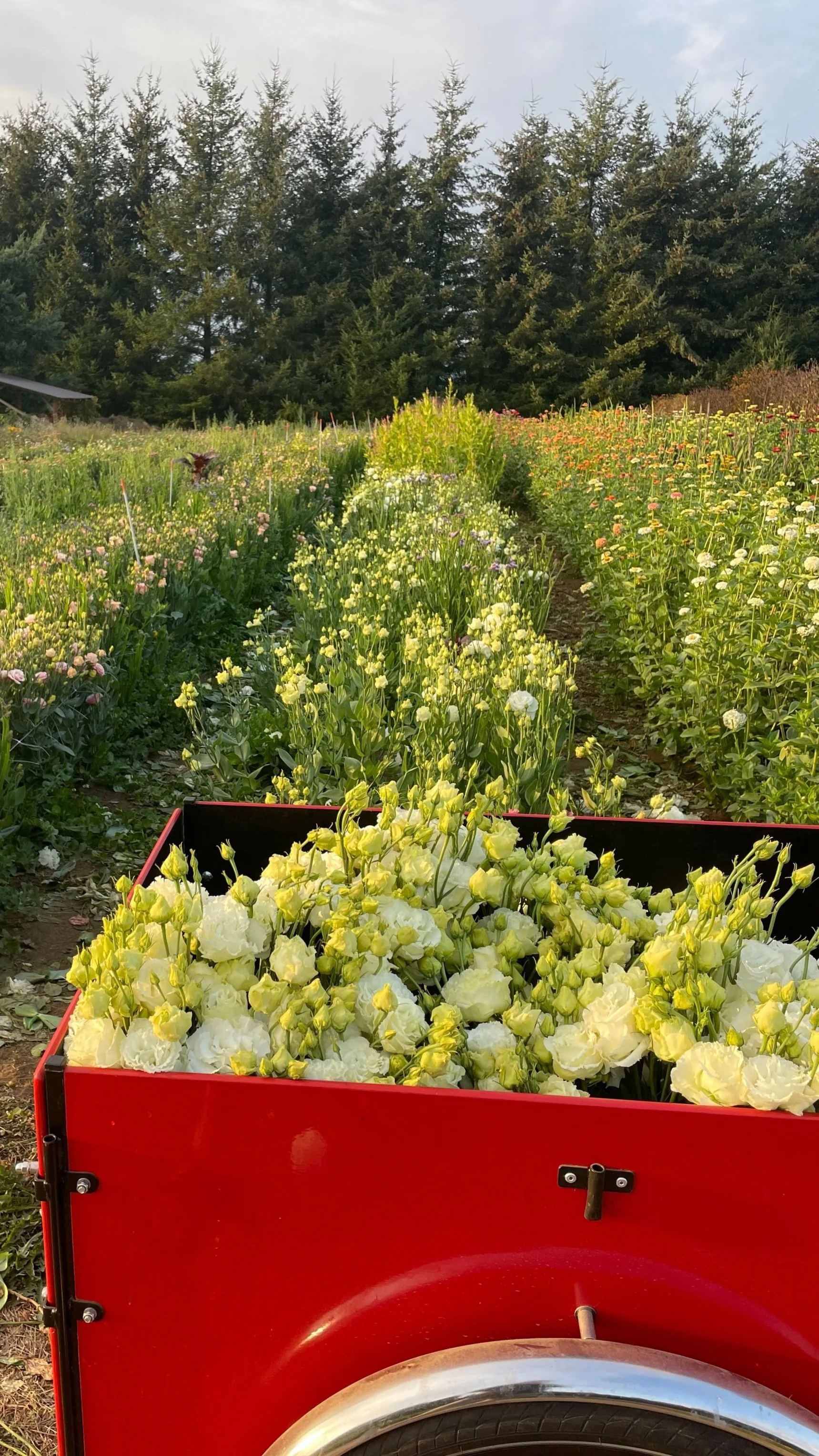 A red cart filled with white and yellow flowers being pulled along a flower field with various colorful blossoms, and a line of tall evergreen trees in the background under a partly cloudy sky.