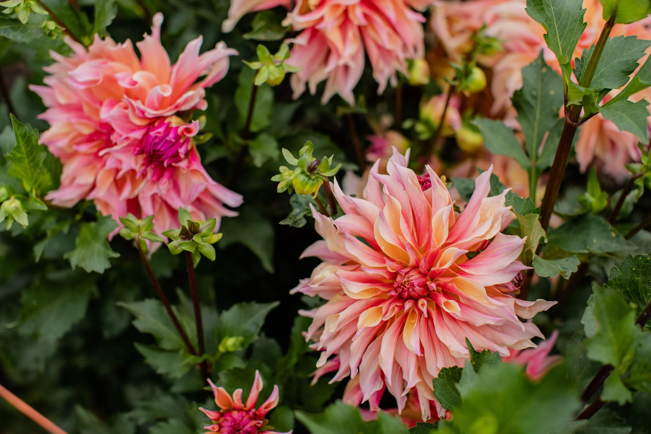 Pink and peach-colored dahlias with green leaves and buds.