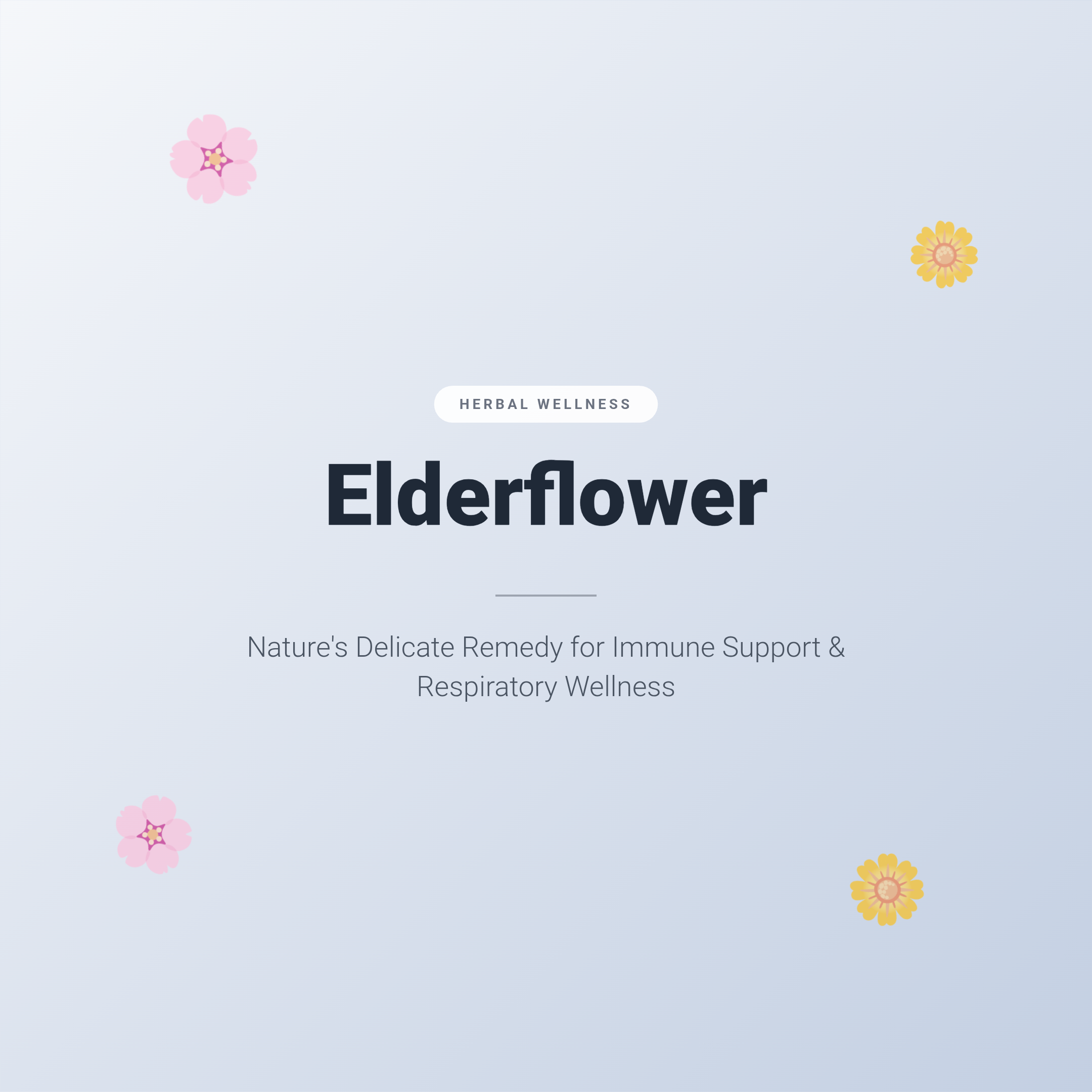 Elderflower Benefits: Nature's Delicate Remedy