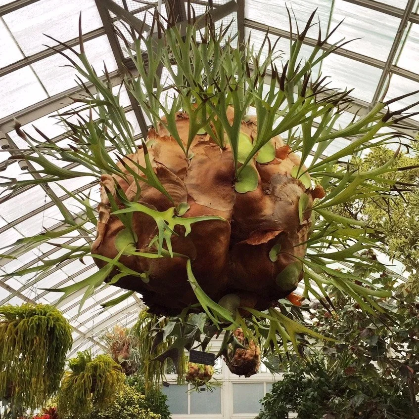 Large Stag Fern Basket.jpg
