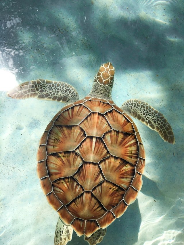turtles.7d5f8ee3ca17a269ca41.jpg