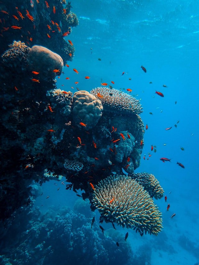 corals.784ea1bc6ed08eb069e8.jpg