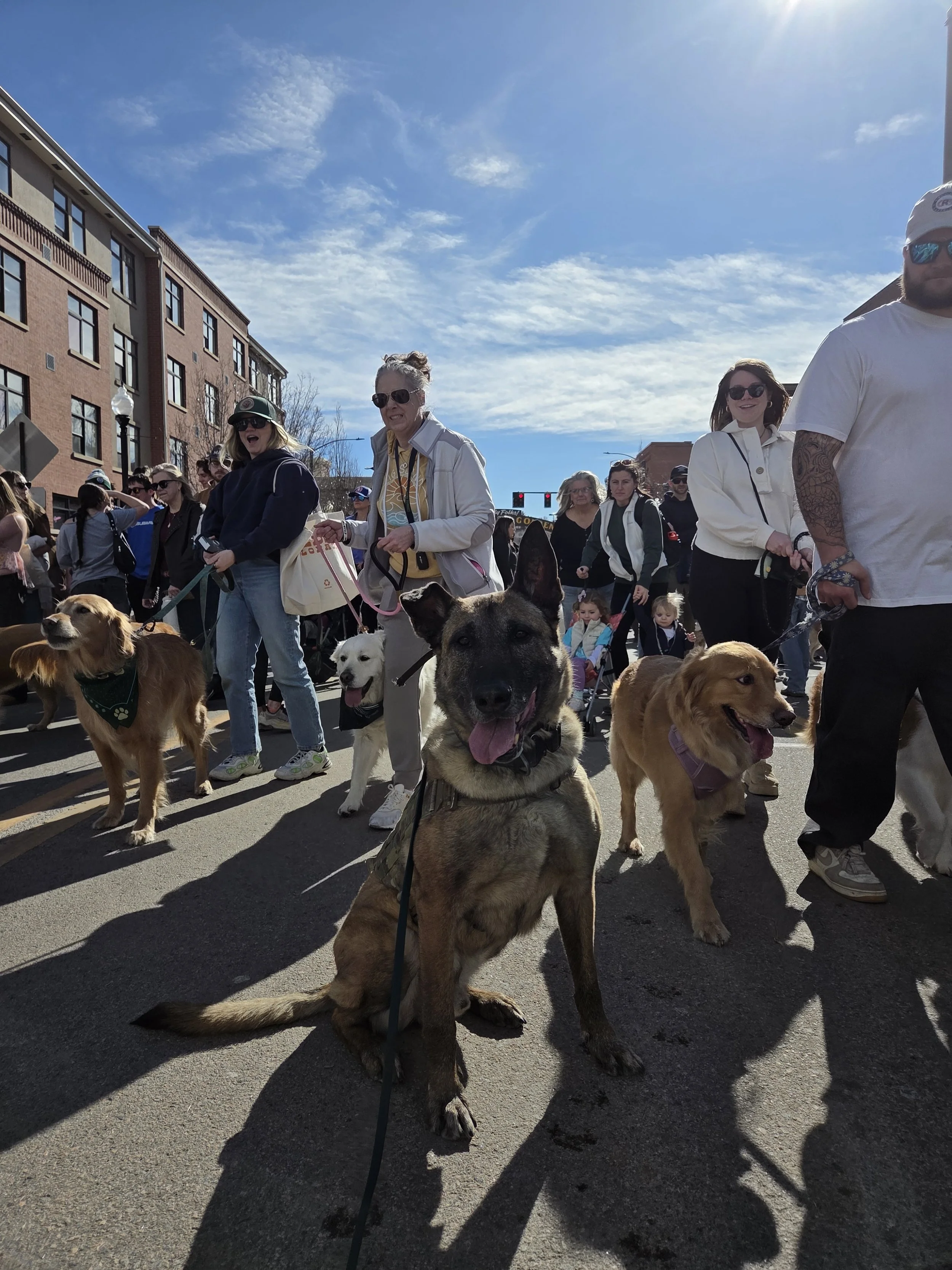 Crowd of people walking dogs on city street on a sunny day, some people wearing sunglasses, casual clothing, and hats, with brick buildings and traffic lights in background.