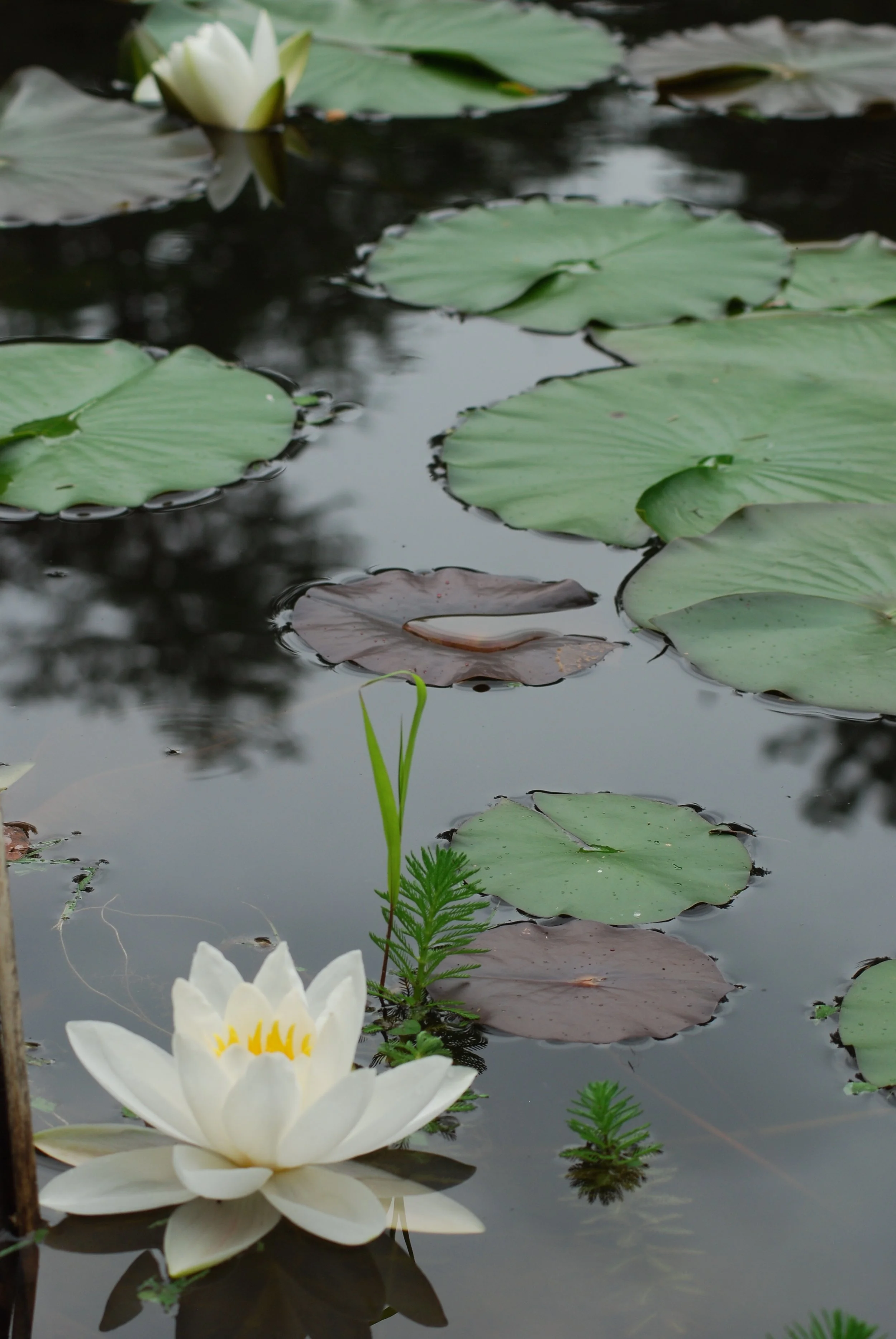 Healing Through the Four Layers of Being