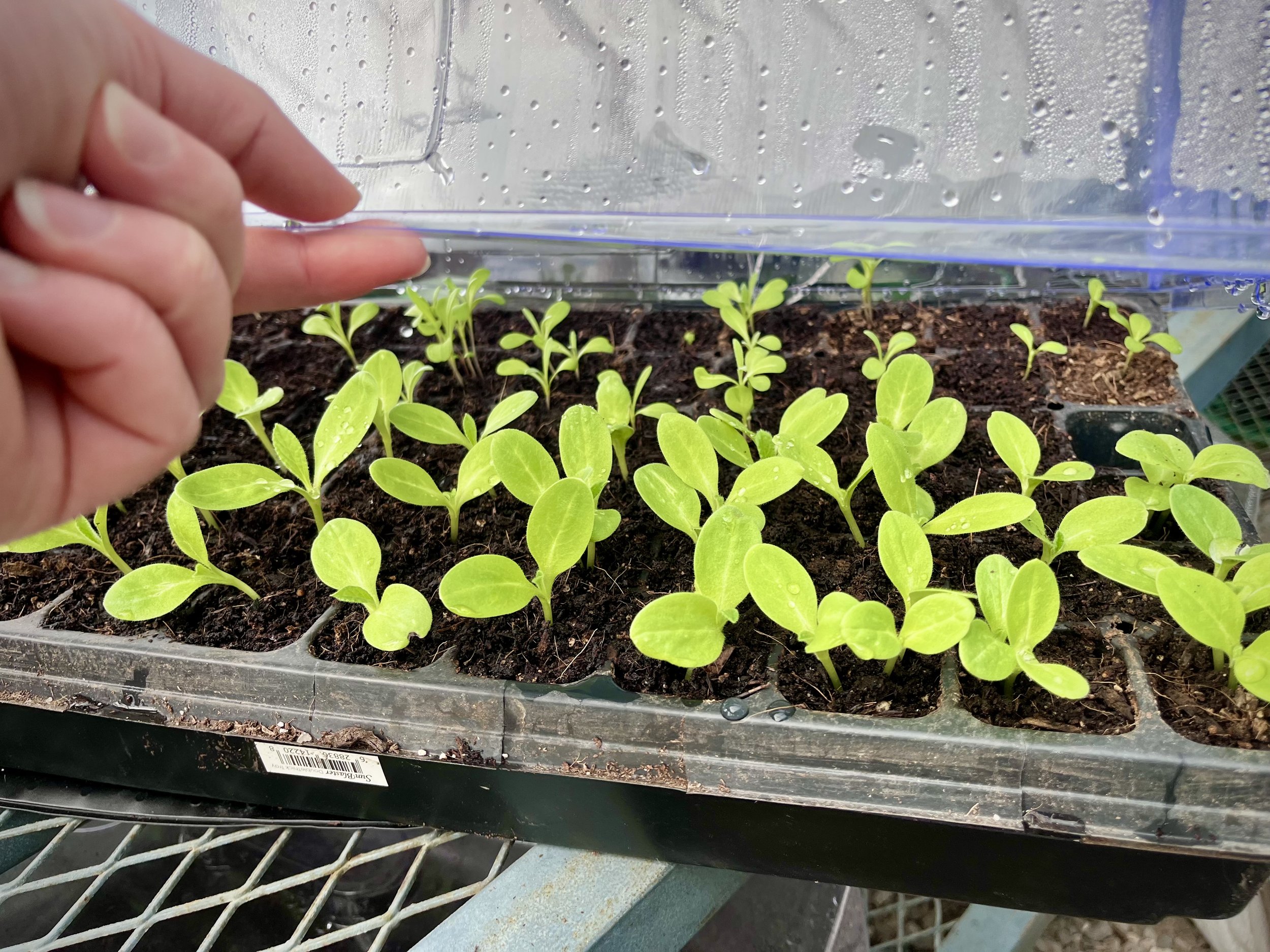 Things are growin’ in the garden!  