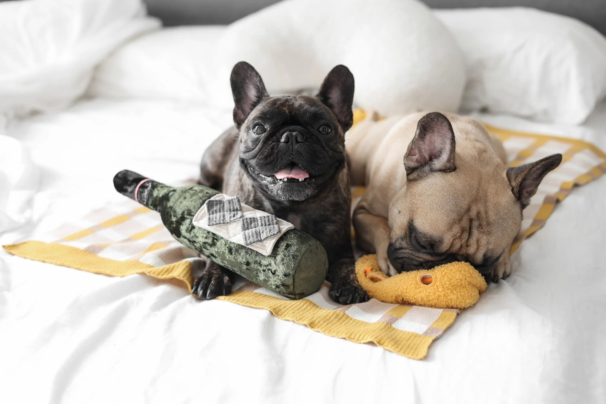 Zwei Französische Bulldoggen schlafen auf einem weißen Bett, eine schwarze und die andere beige, mit Spielzeug und einem dekorativen Geschenk im Vordergrund.