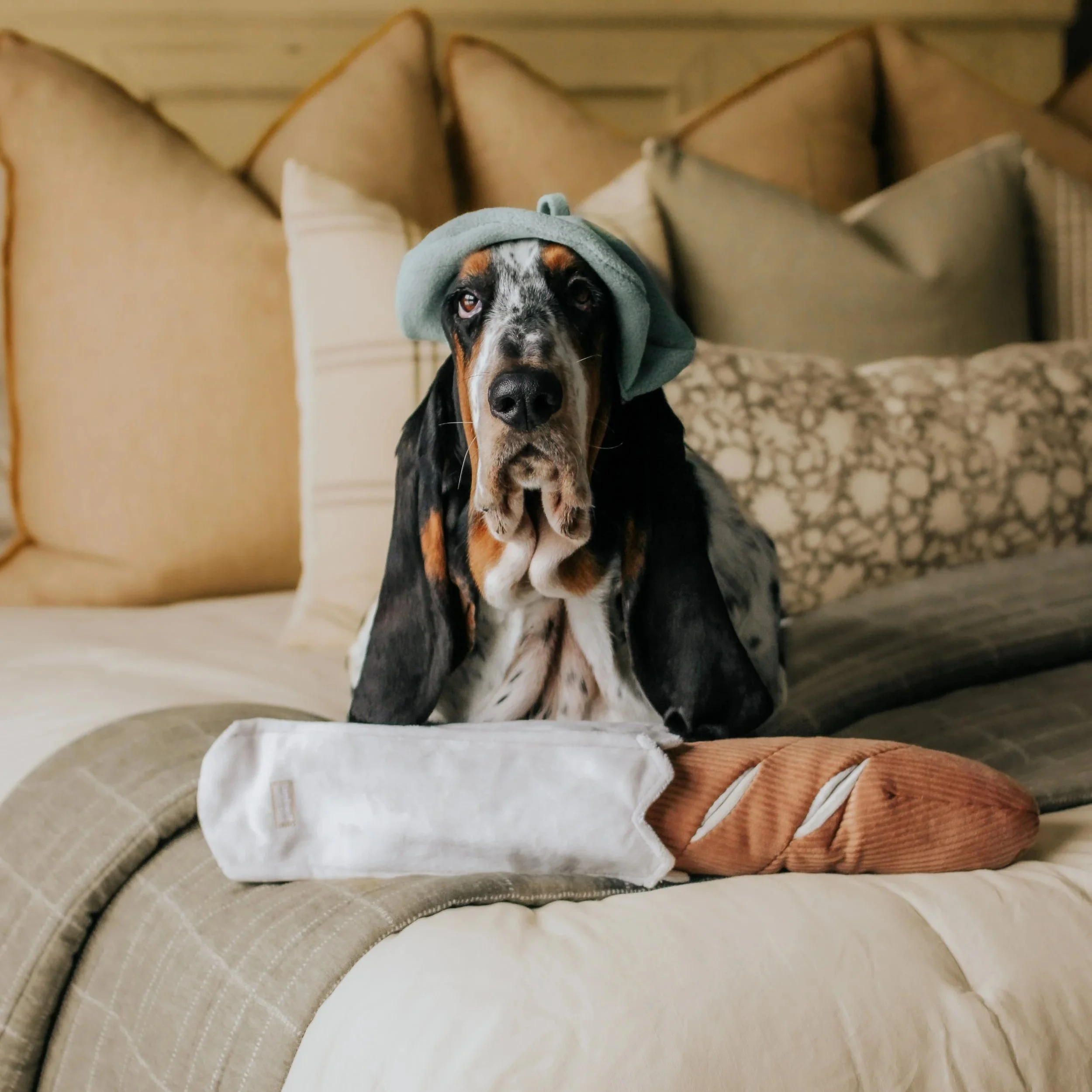 %40dolly_jean_the_basset+BAGUETTE+1.jpg