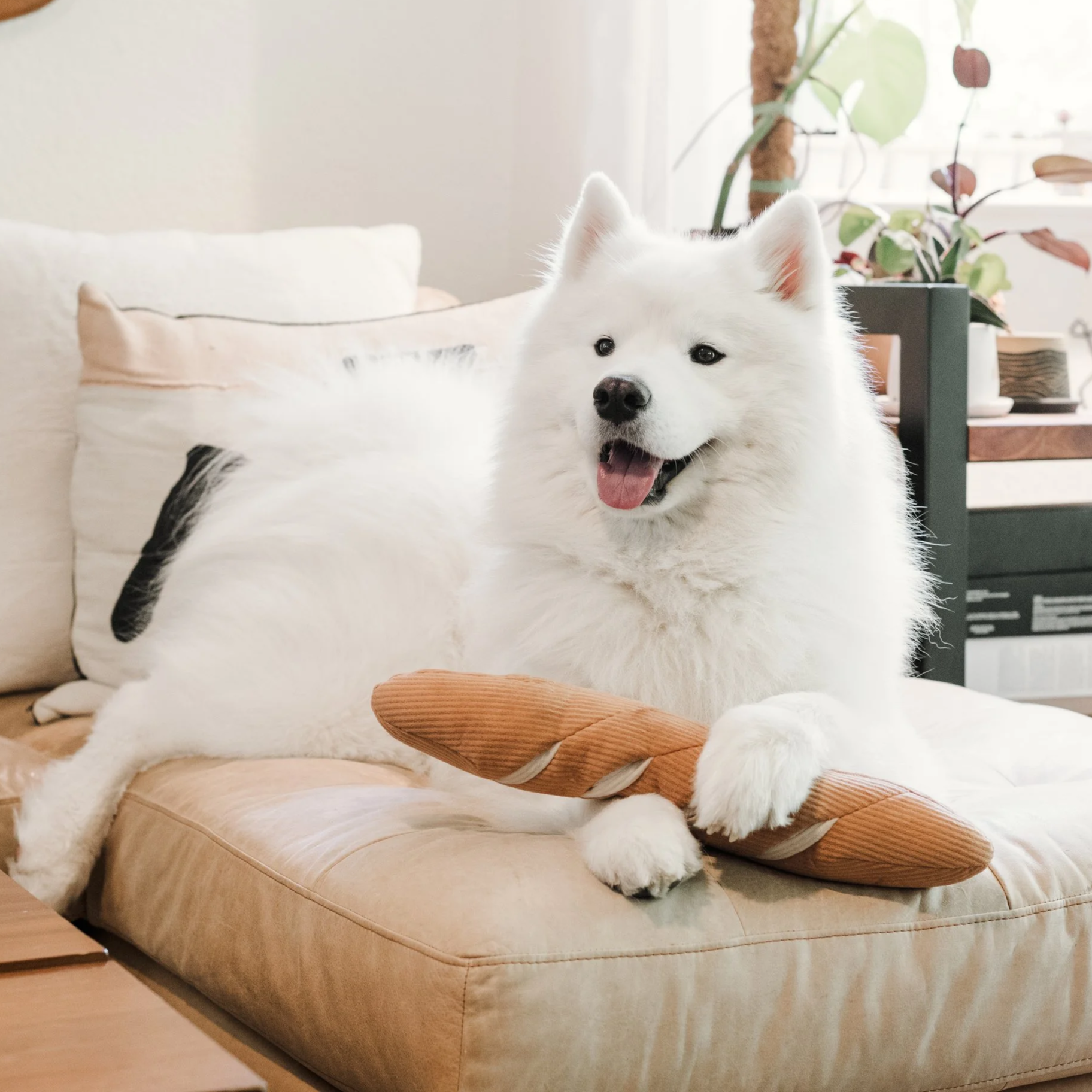 %40houseofpawtatoes+BAGUETTE+5.png
