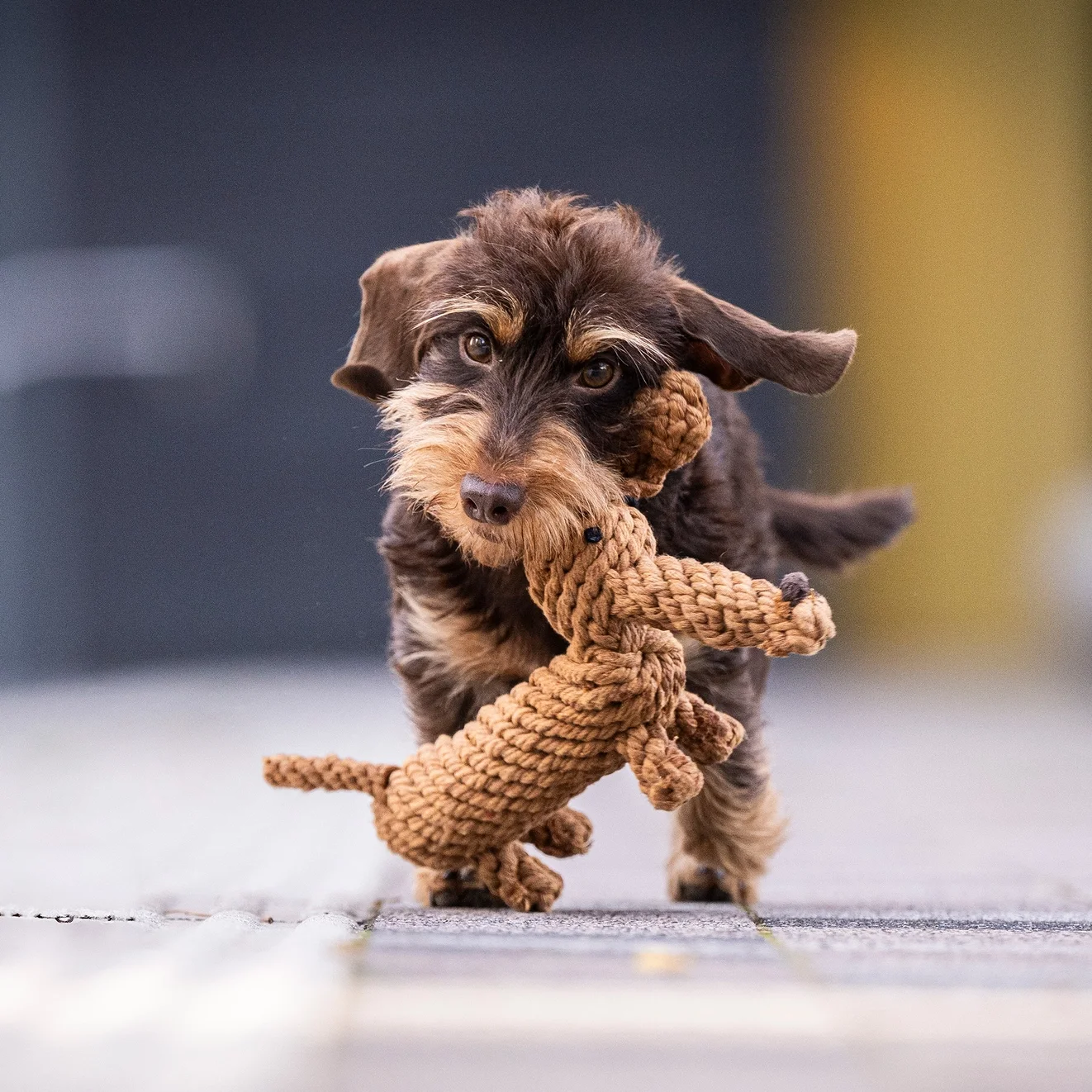 Ein süßer Hund trägt ein Stofftier in den Zähnen.