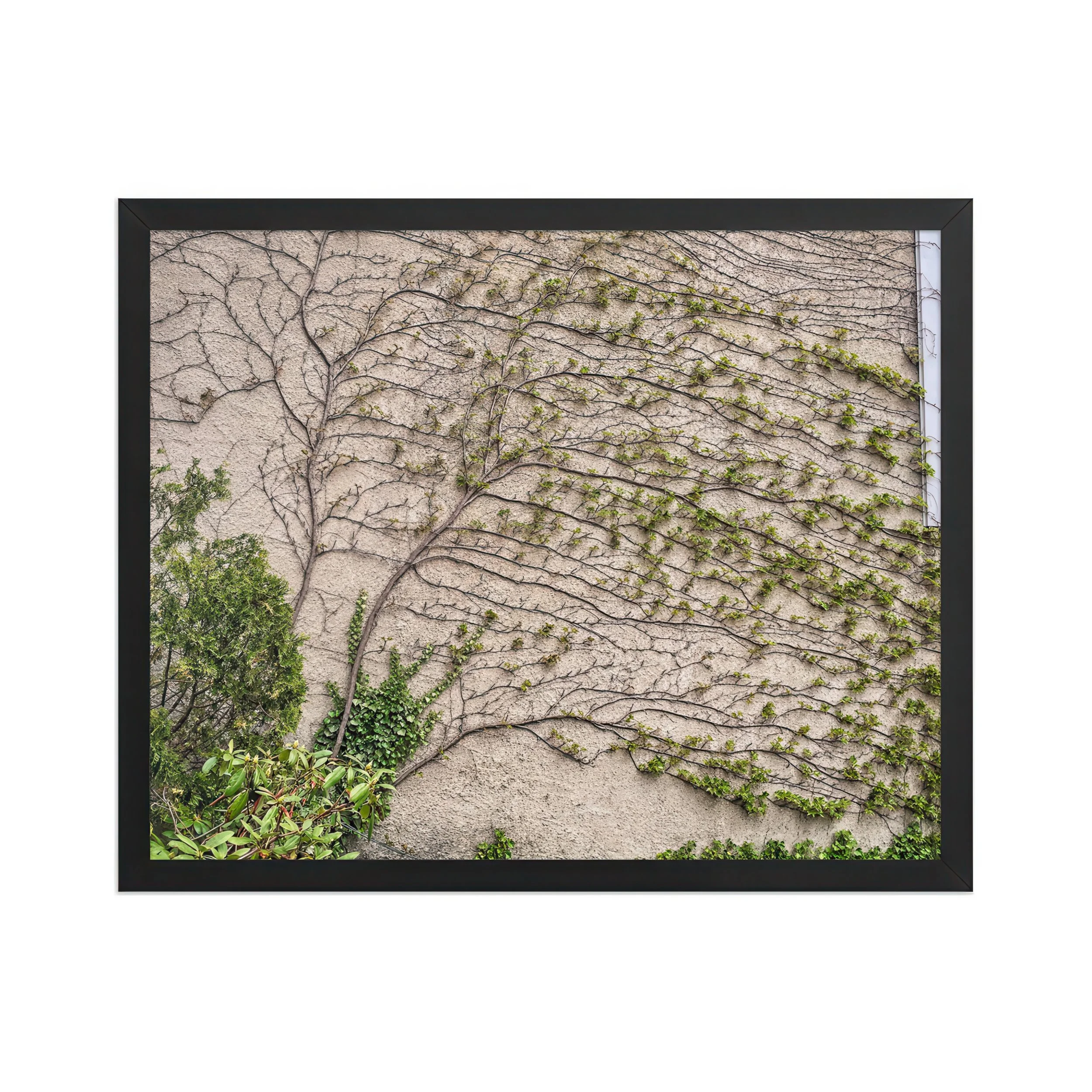 CLIMBING IVY STUDY - In Quiet Growth