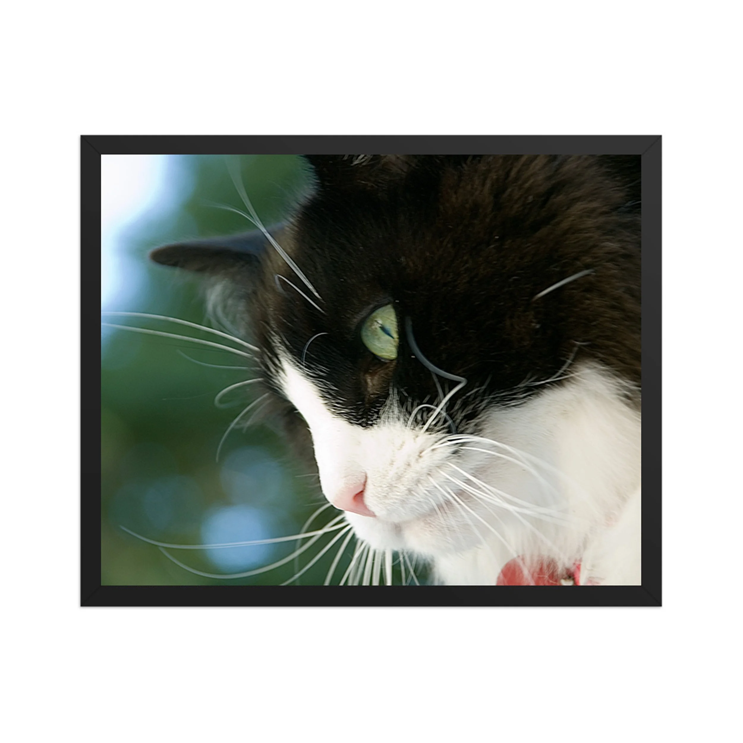 A CATS INTENSITY - Study in Focus