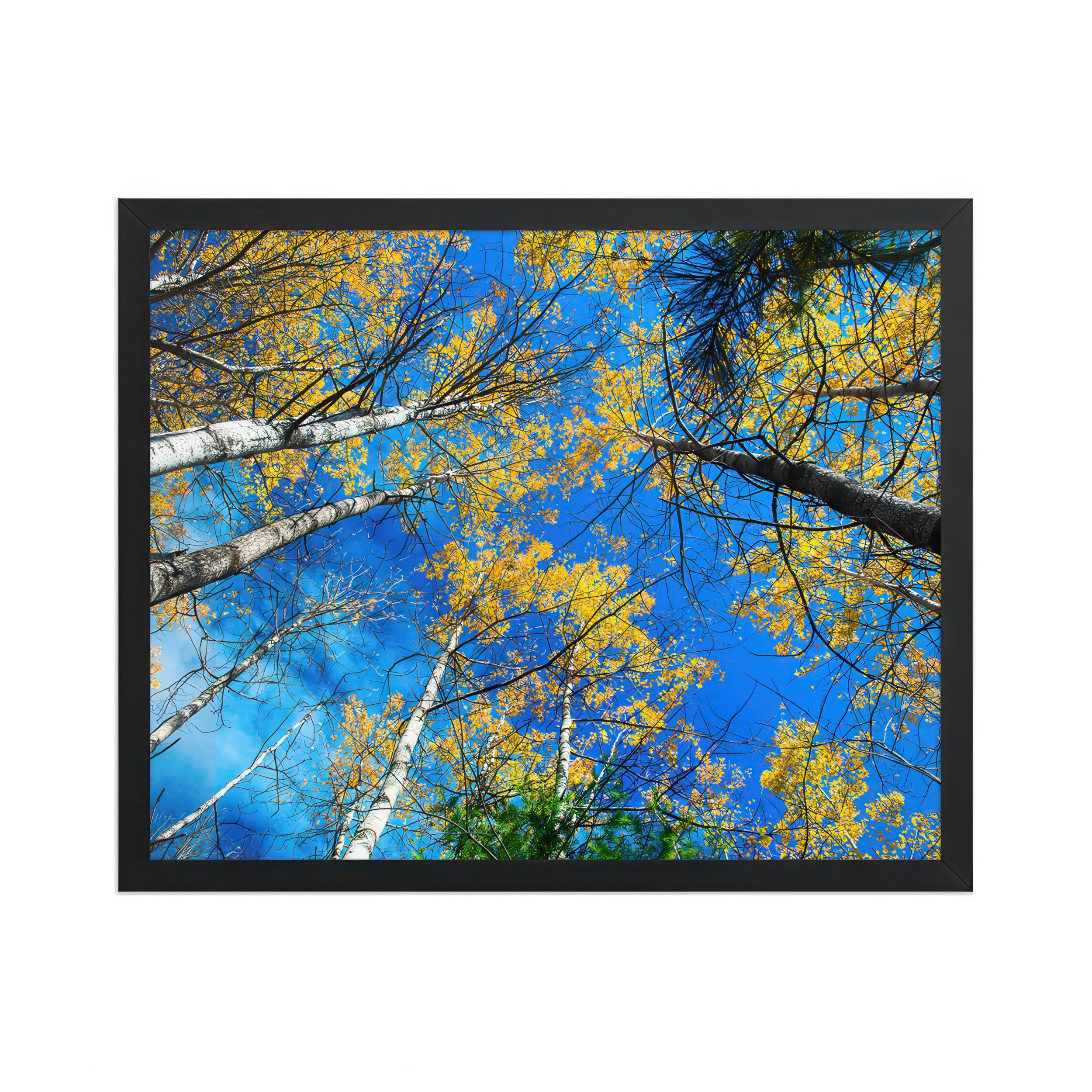 GOLDEN CANOPY - The Forest Above