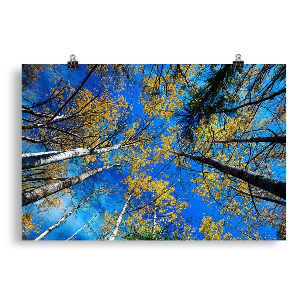 Birches in Autumn - Poster.jpg