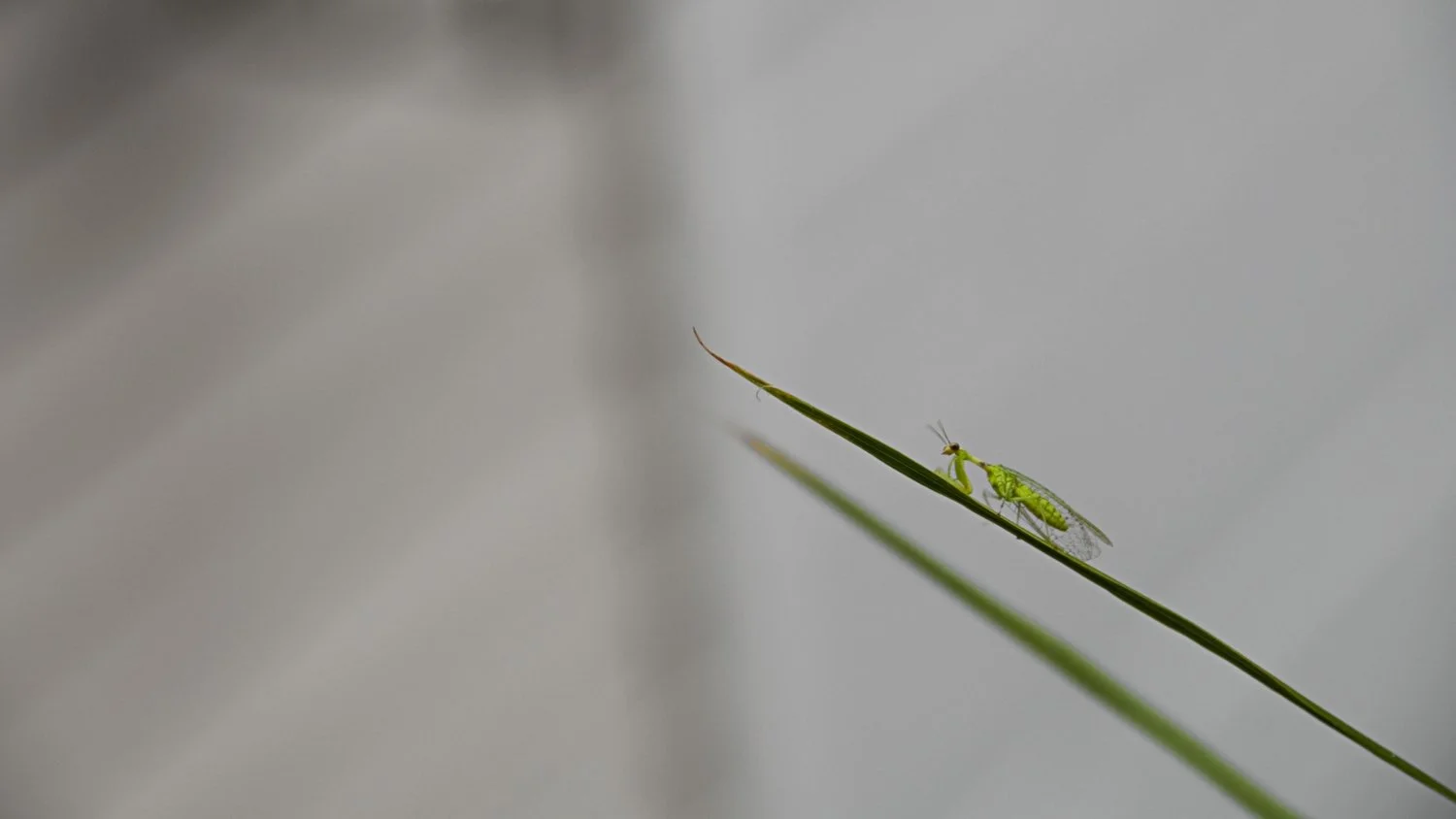 Small wonders, big beauty- this praying mantis perched delicately on a blade of grass reminds us that nature’s artistry is in the details. 
A close-up photograph of a small green praying mantis resting on the tip of a long, thin blade of grass, with