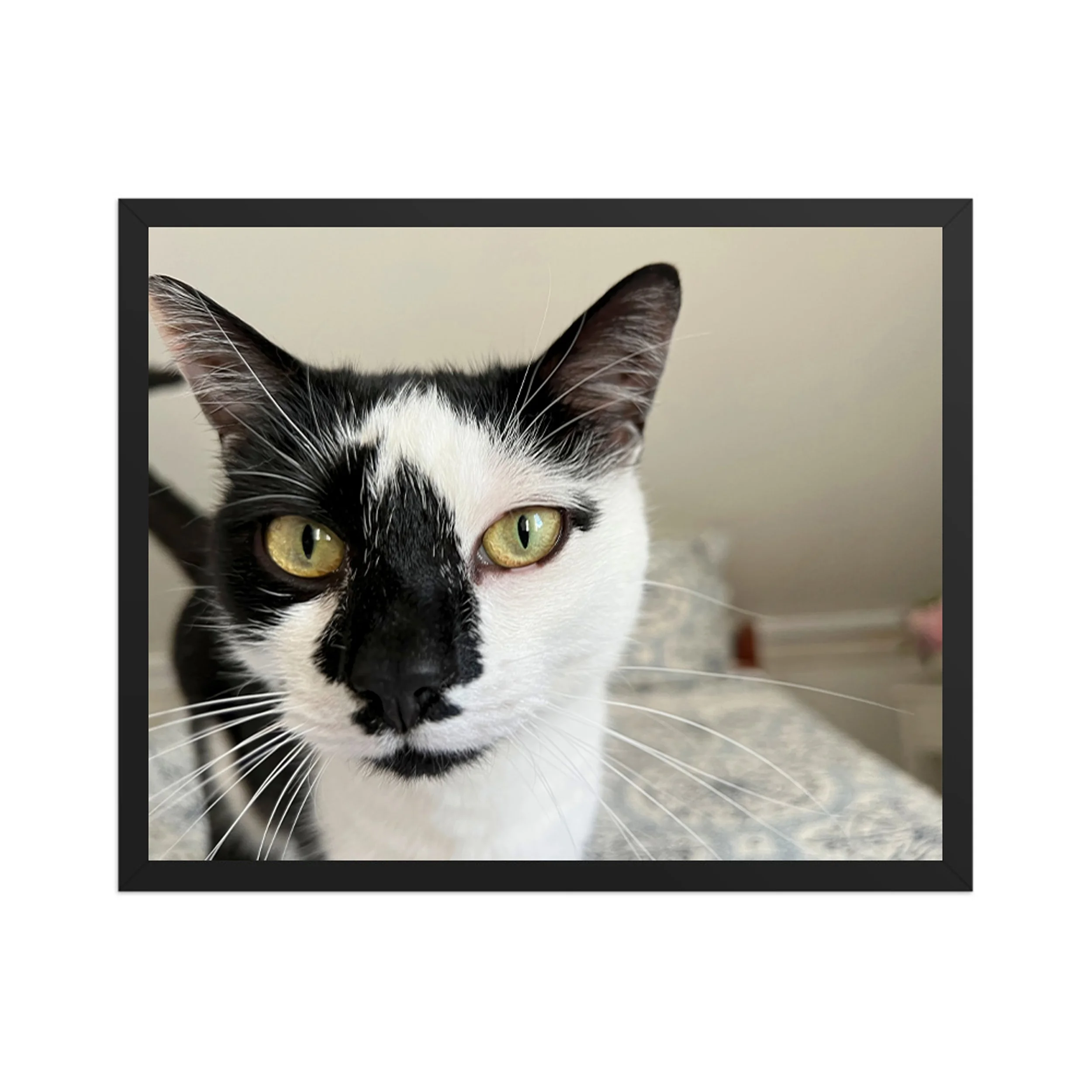 A CATS GAZE - In Silent Attention