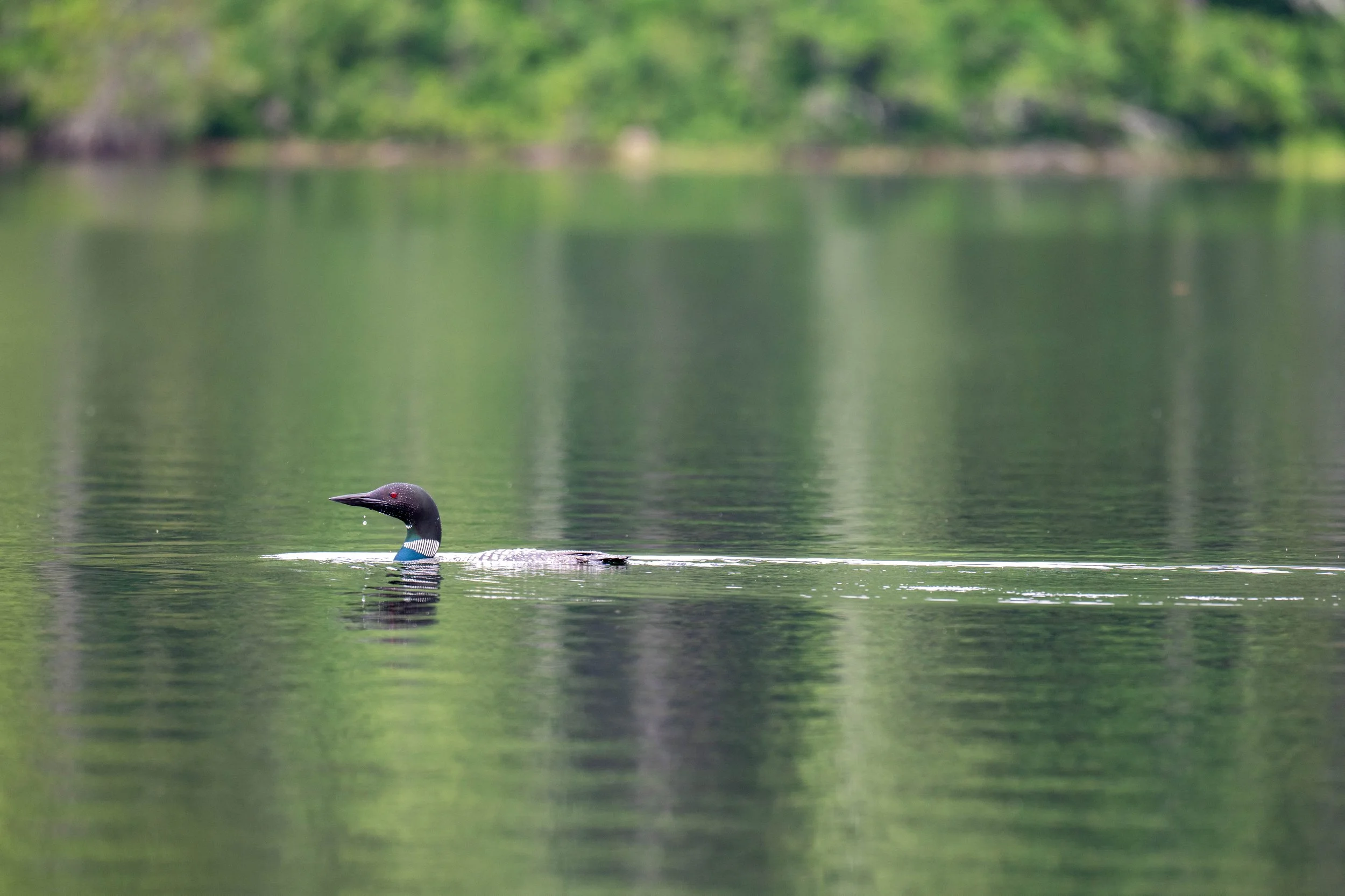 Gecko Web site thin strip.jpg