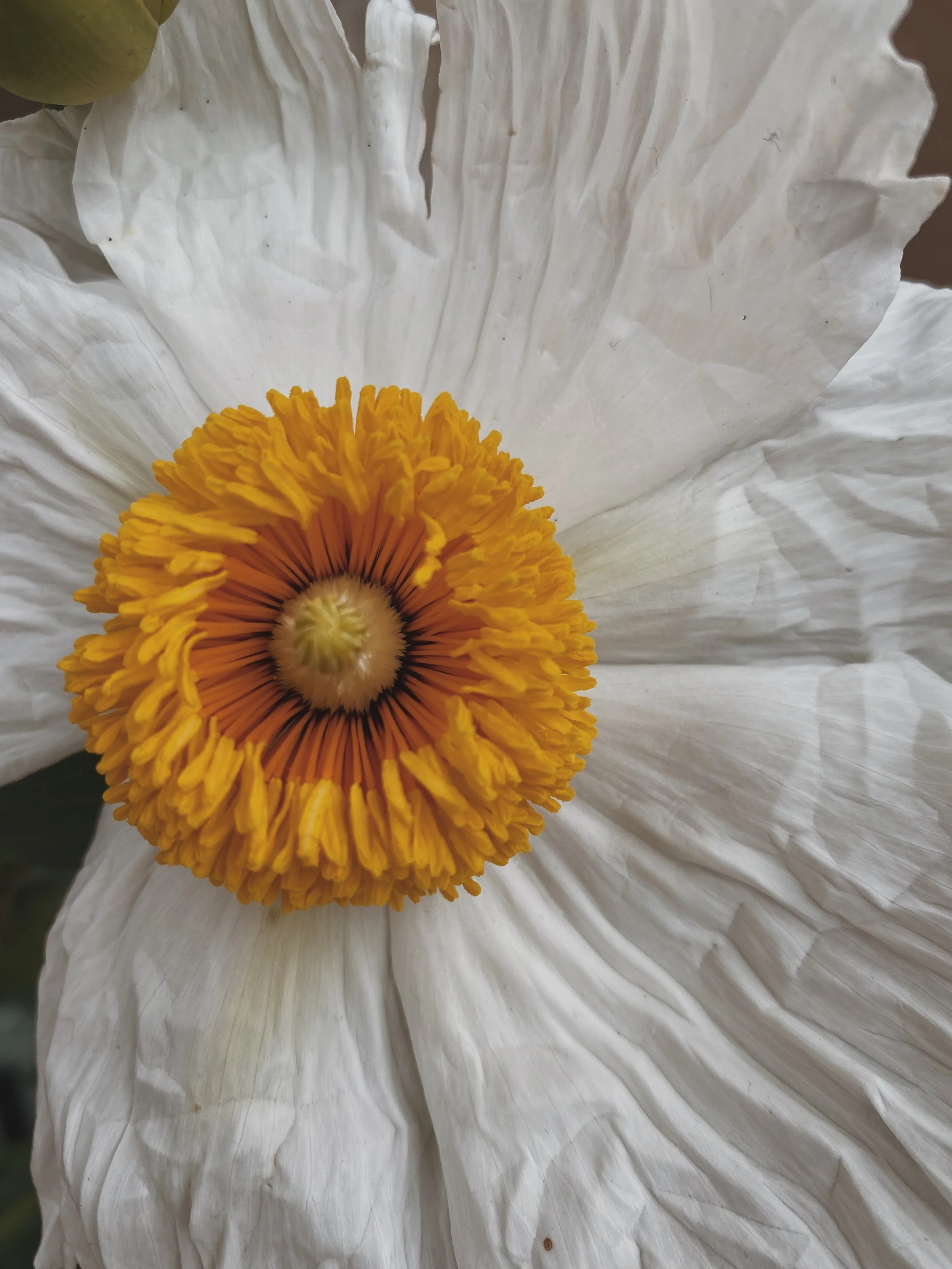 Natural botanical skincare products used in holistic facials at ROAM