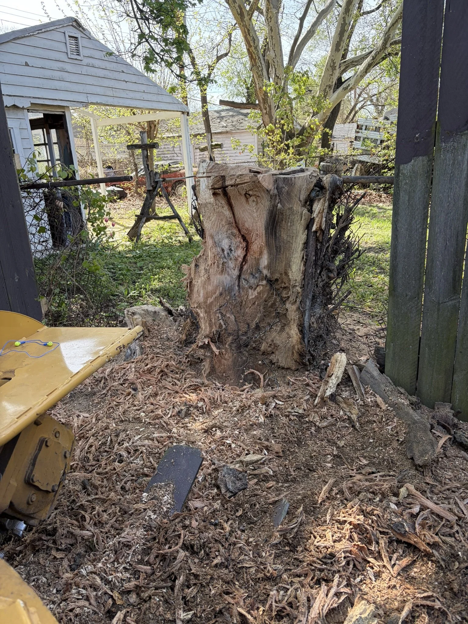 A cut tree stump with bark and wood shavings around it in a backyard with a house, a tree with thin branches, and a fence.