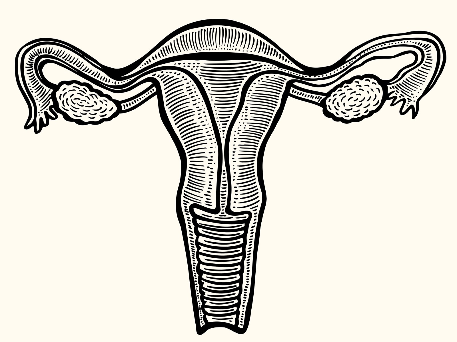 Uterus and ovaries line drawing