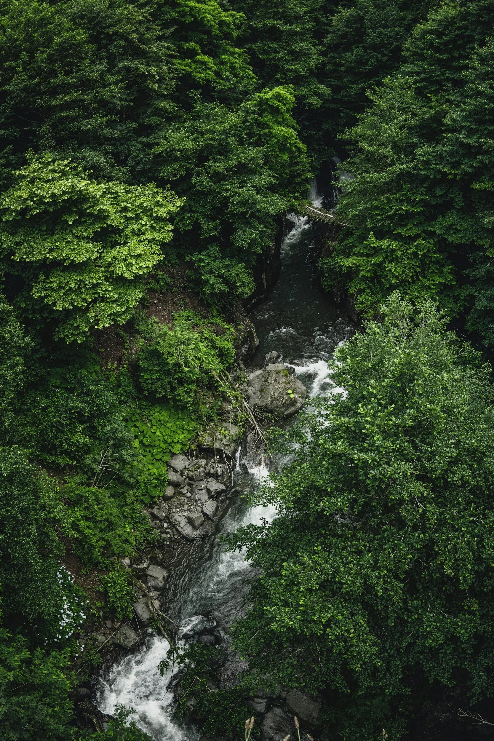 A dense forest with lush green trees surrounding a narrow river or stream with rocks and a small wooden bridge.