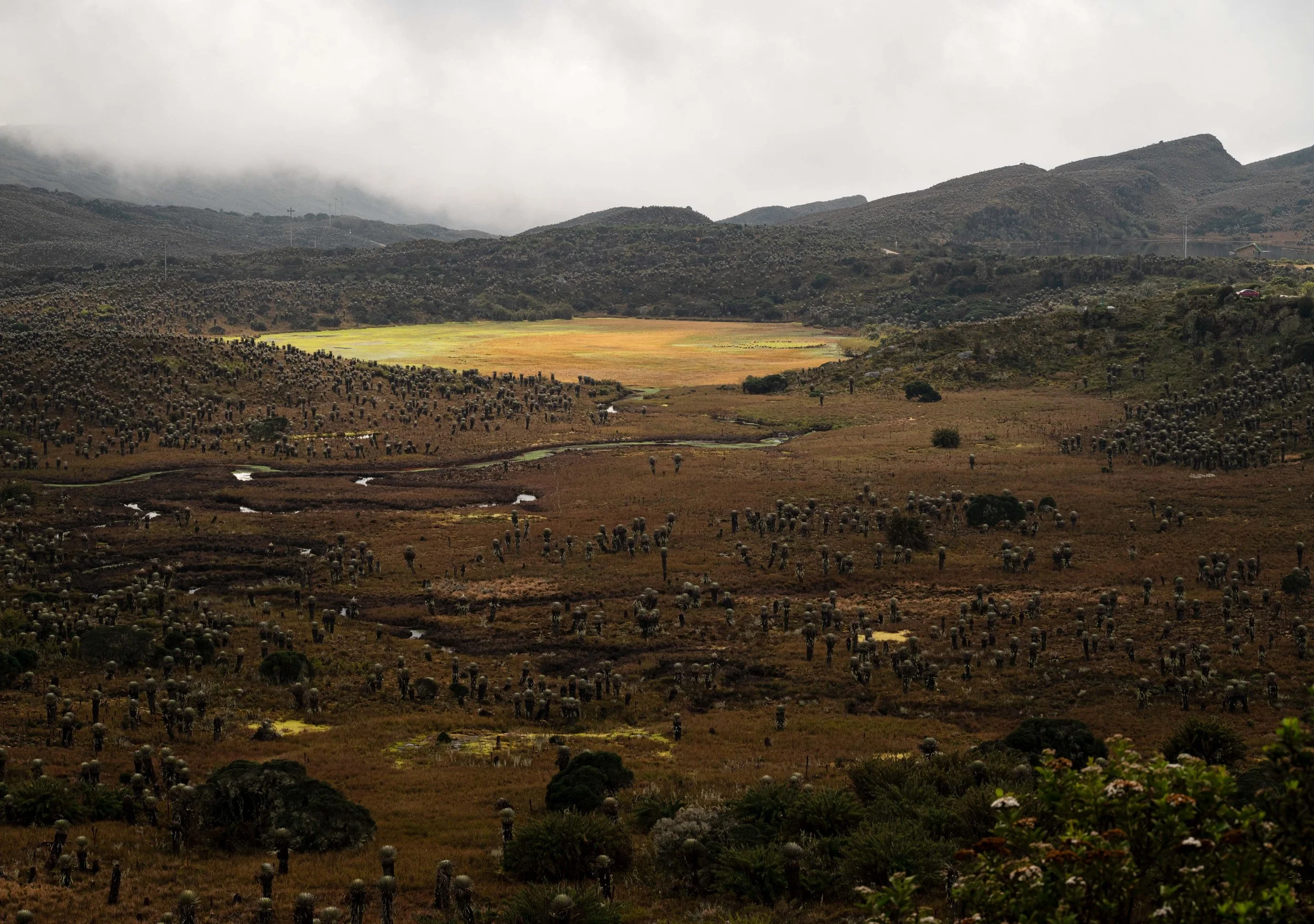 "The Heart of the Moor" | Páramo de Sumapaz, Colombia (2025)