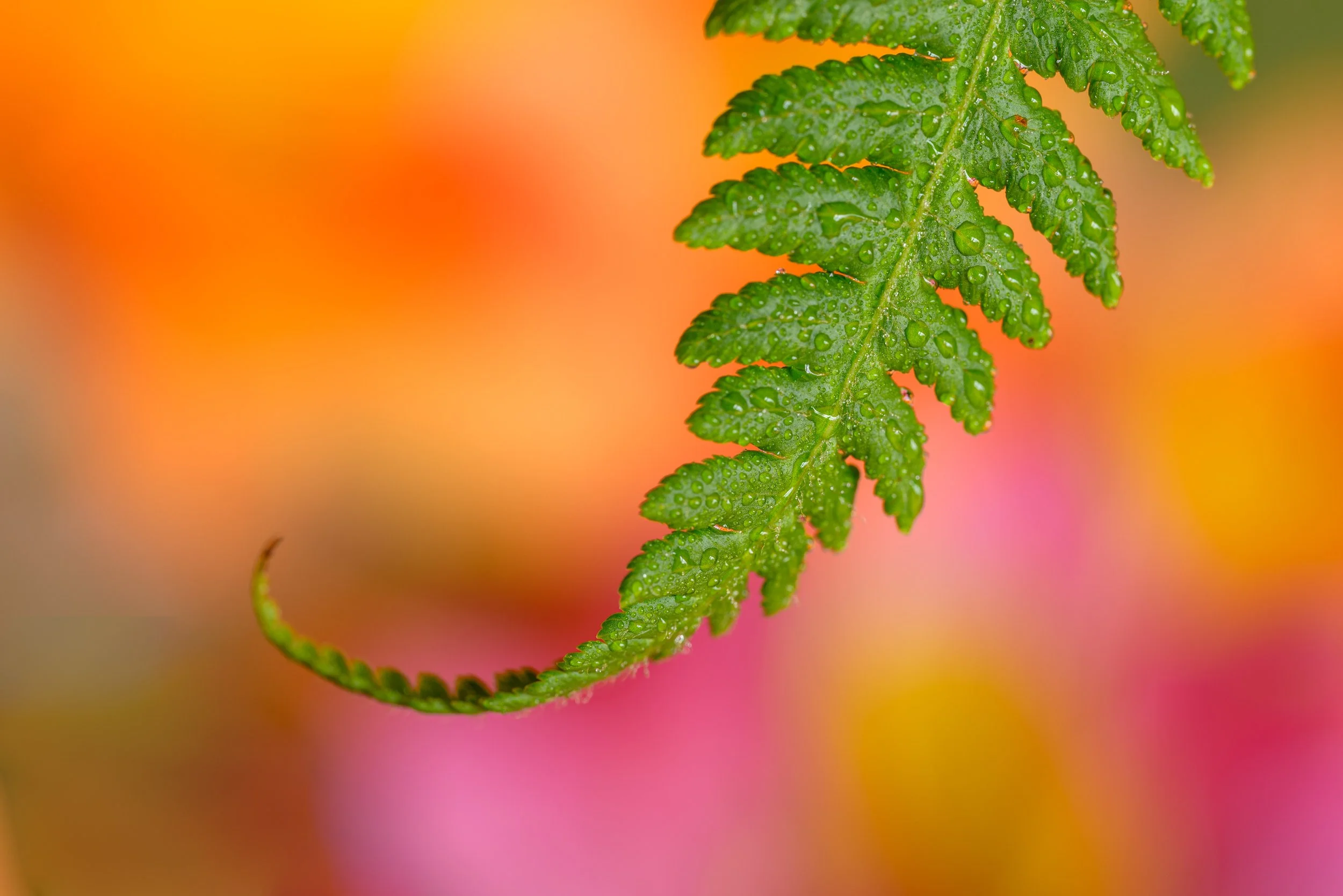 "A Brushstroke of Rain" | Intimate Nature (2024)