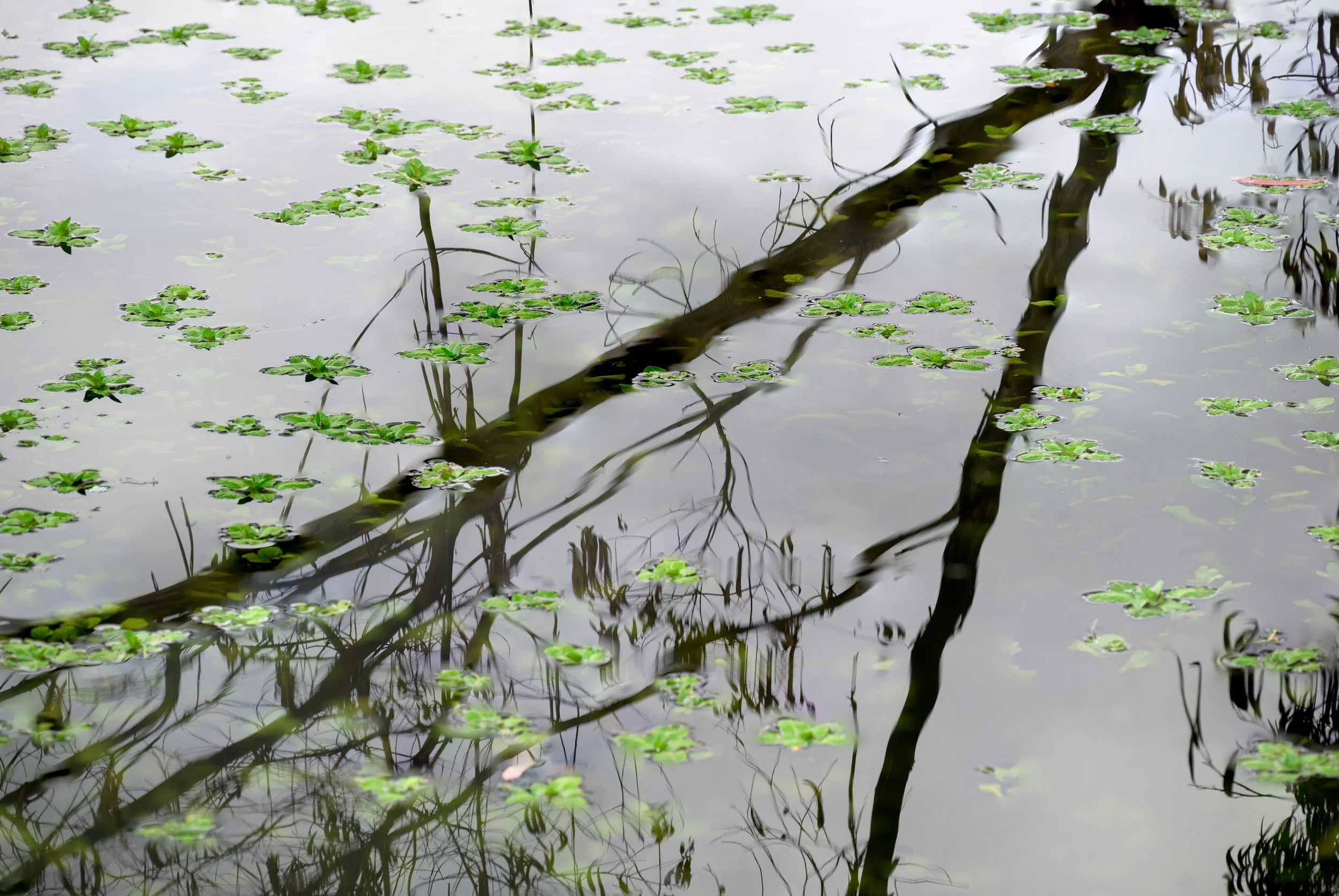 "Ink Beneath the Sky" | Intimate Nature (2022)